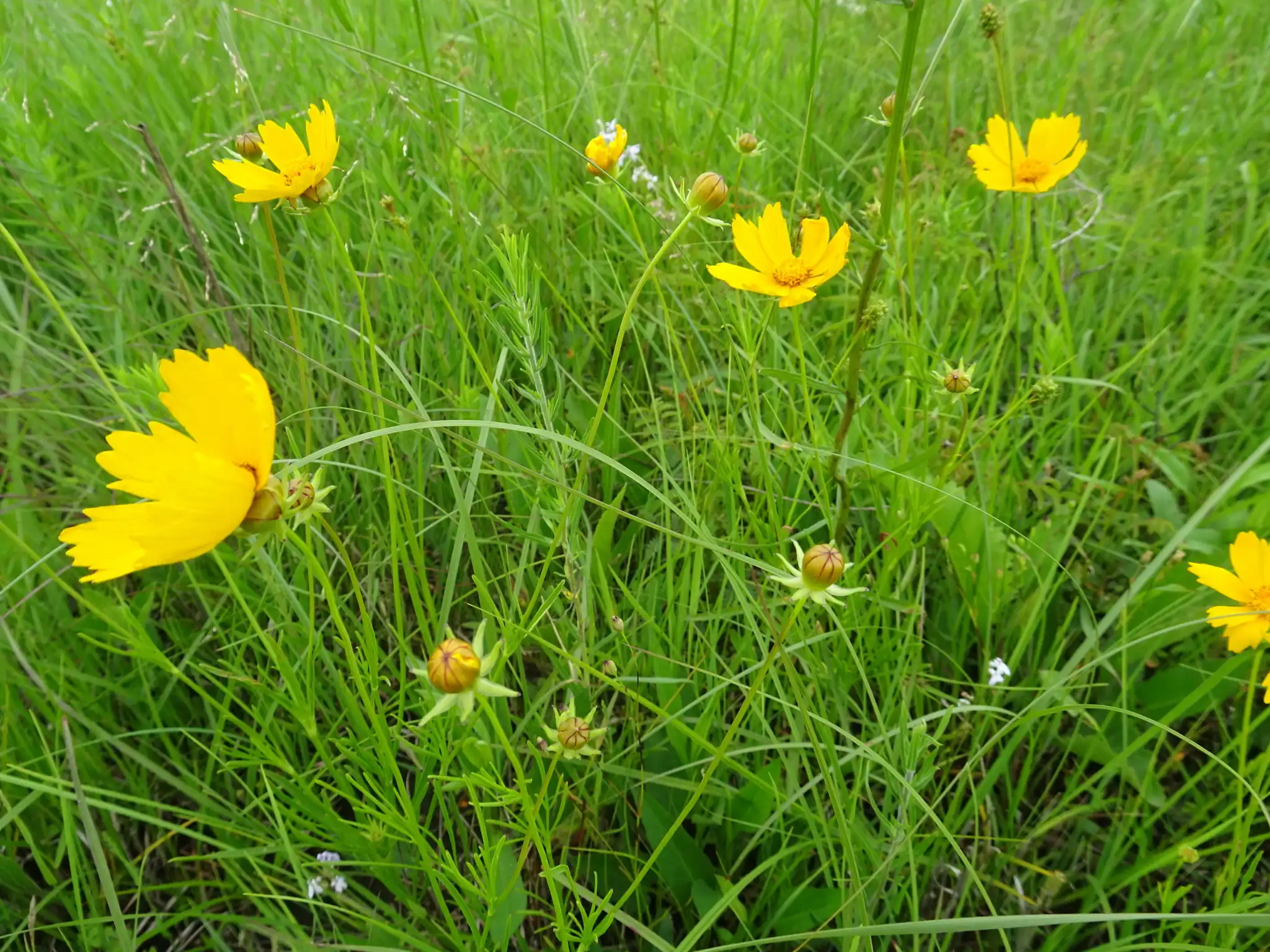 Large-flowered Tickseed