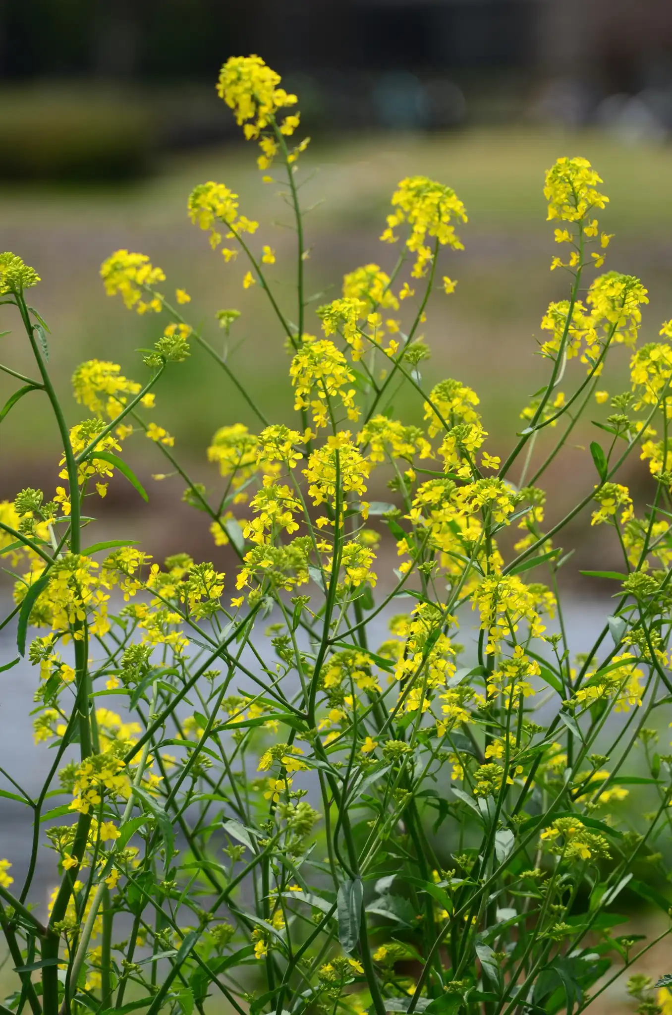 Mustard