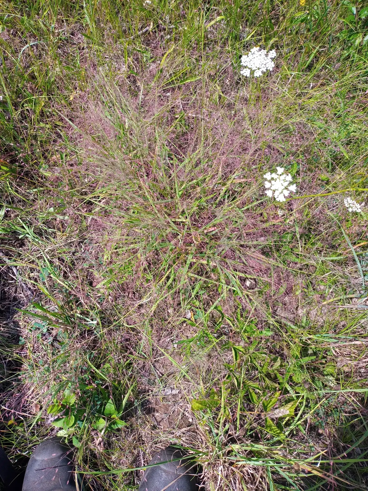Purple Love Grass