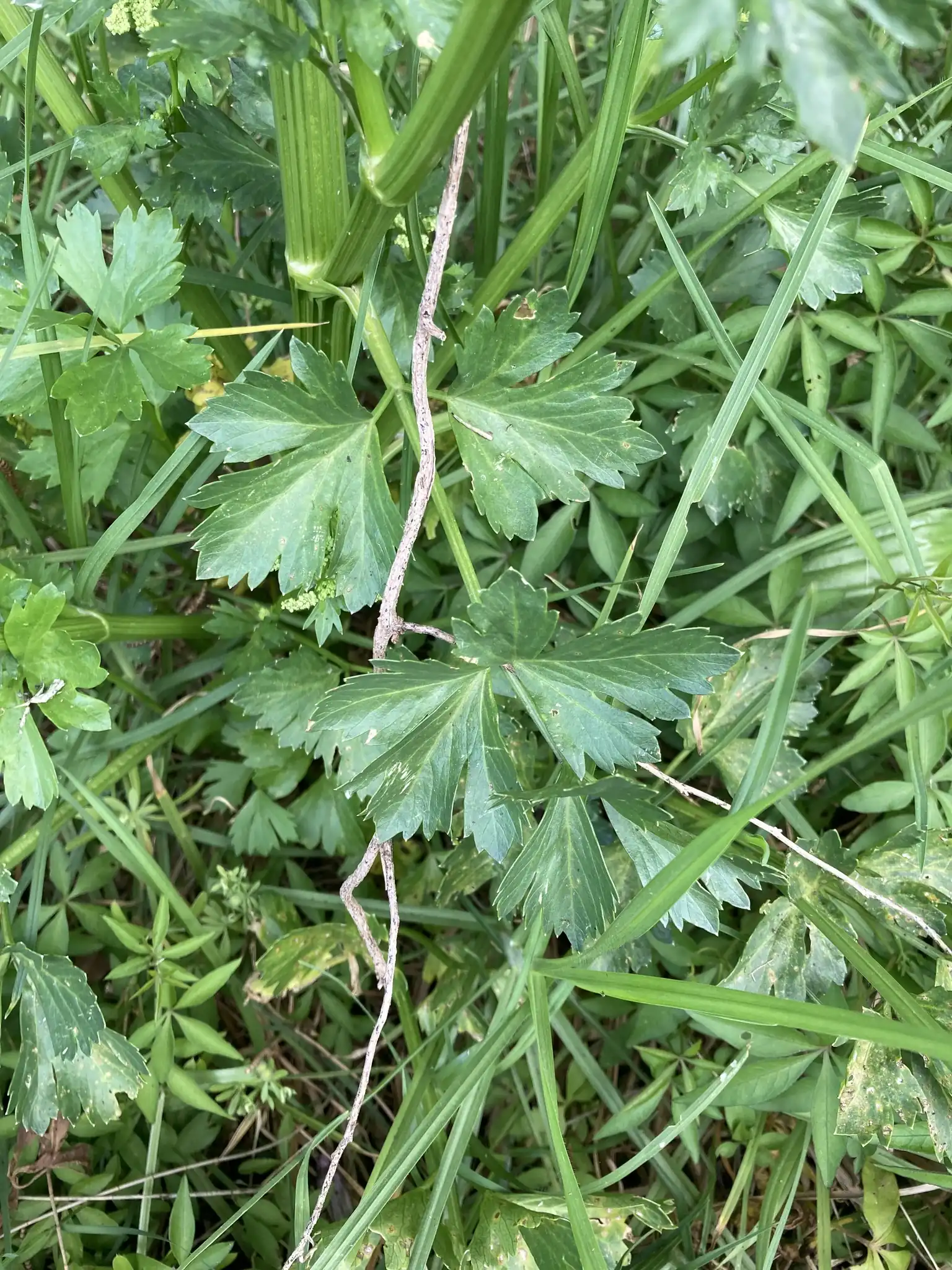 Celery
