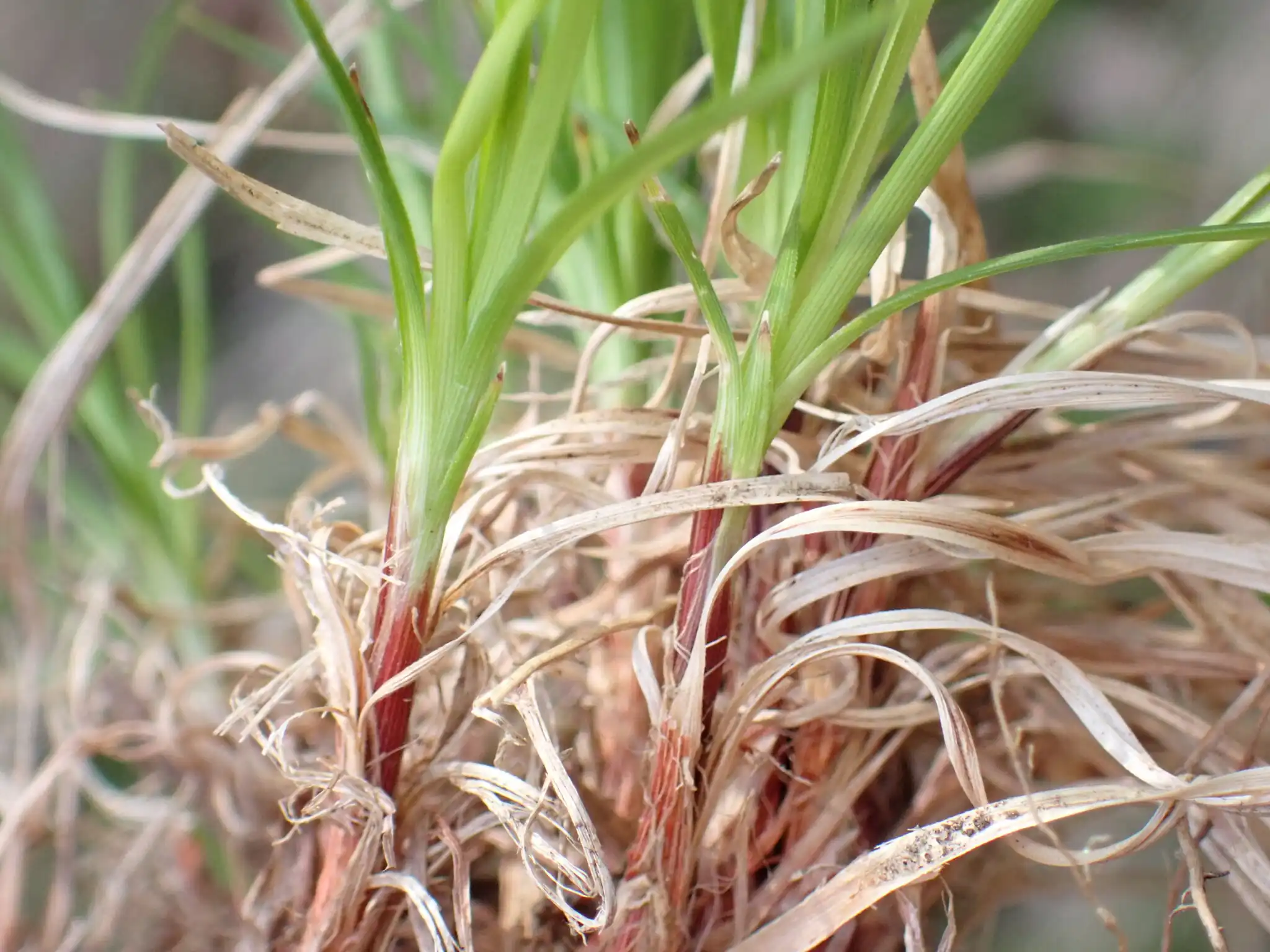 Mountain Sedge