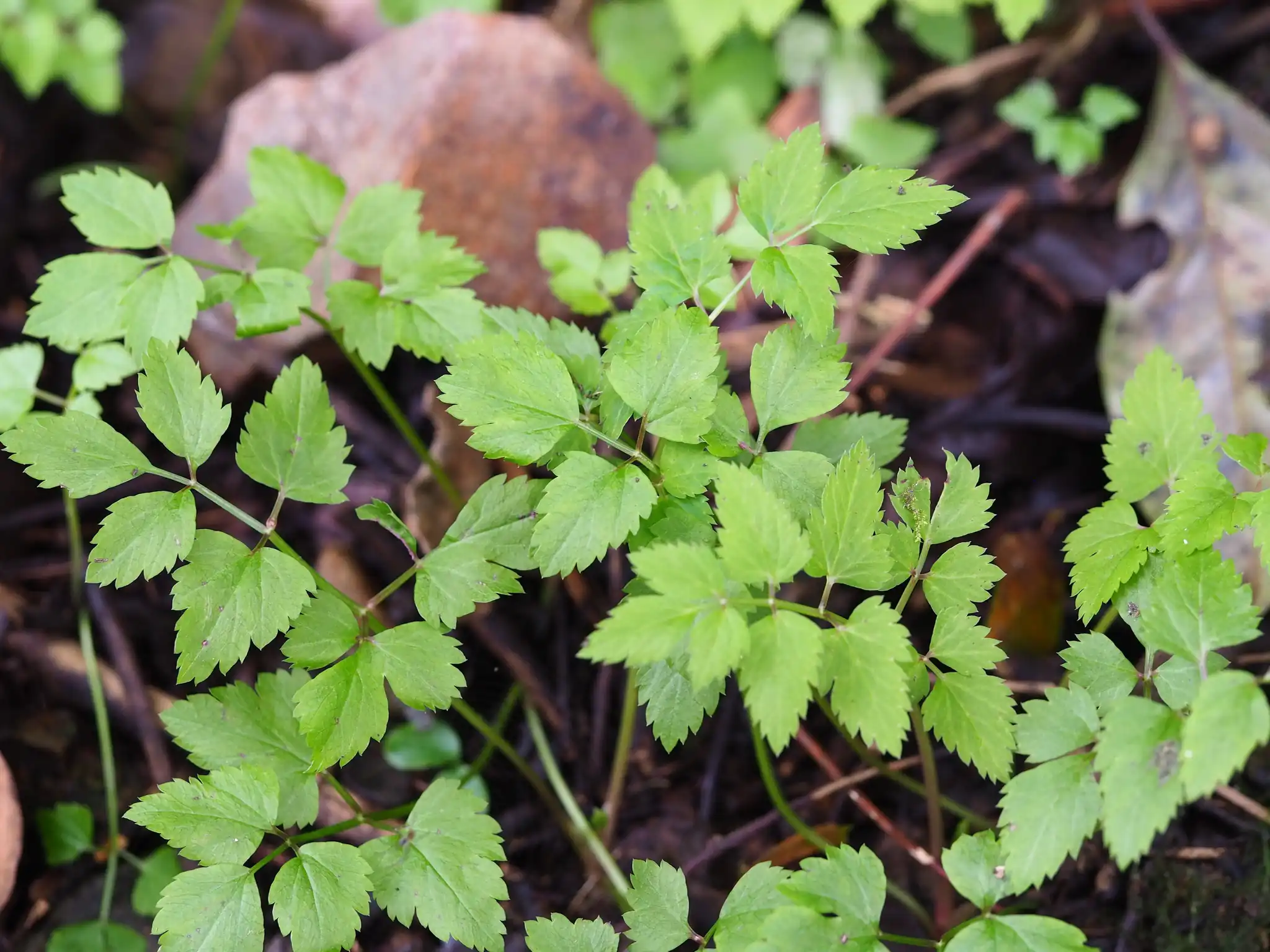Variegated Water Celery