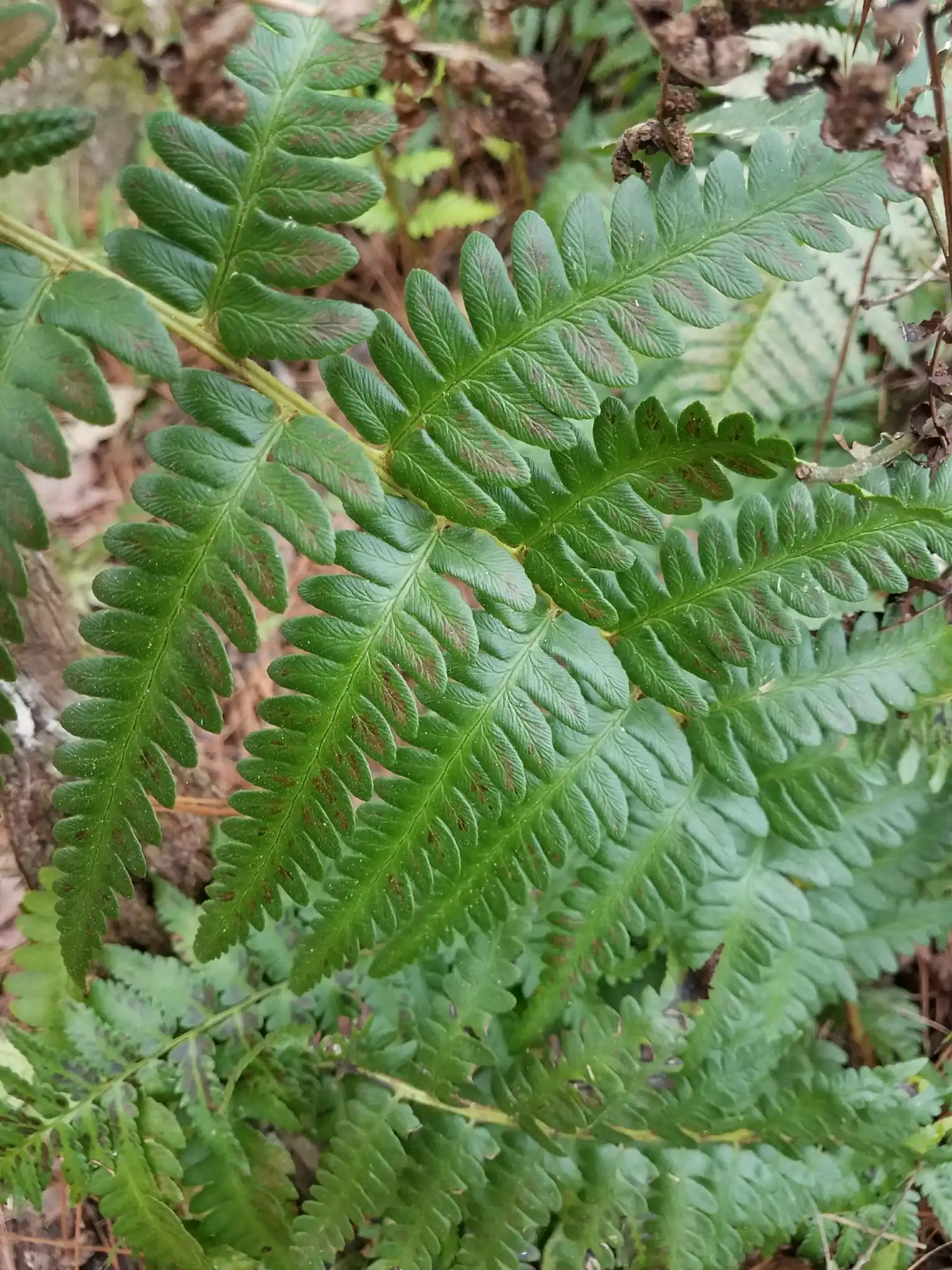 Southern Wood Fern