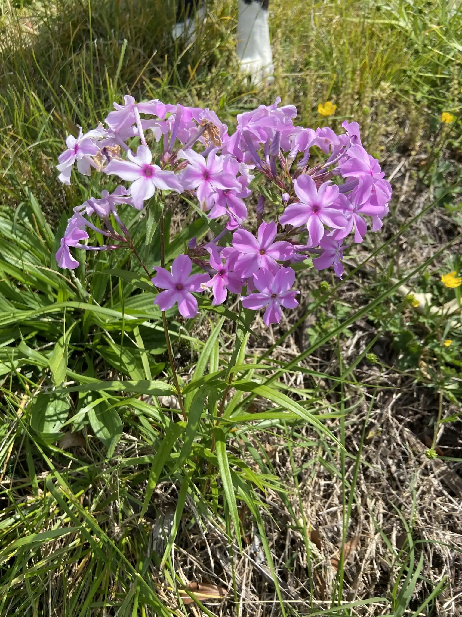 Carolina Phlox
