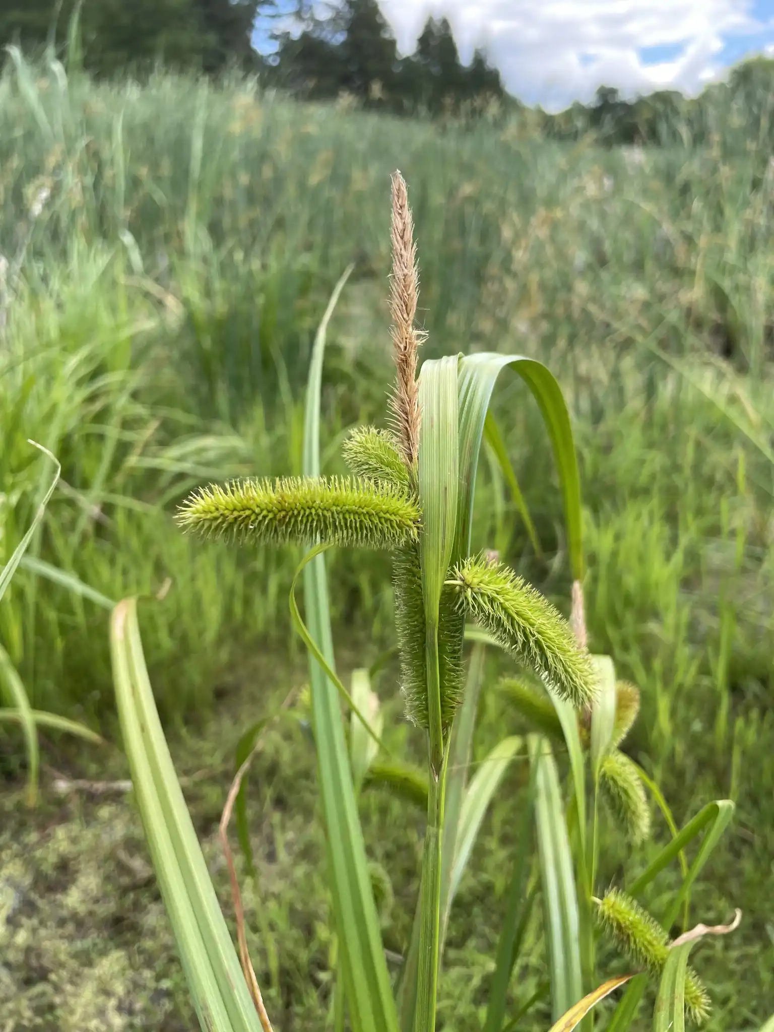Comosa Sedge