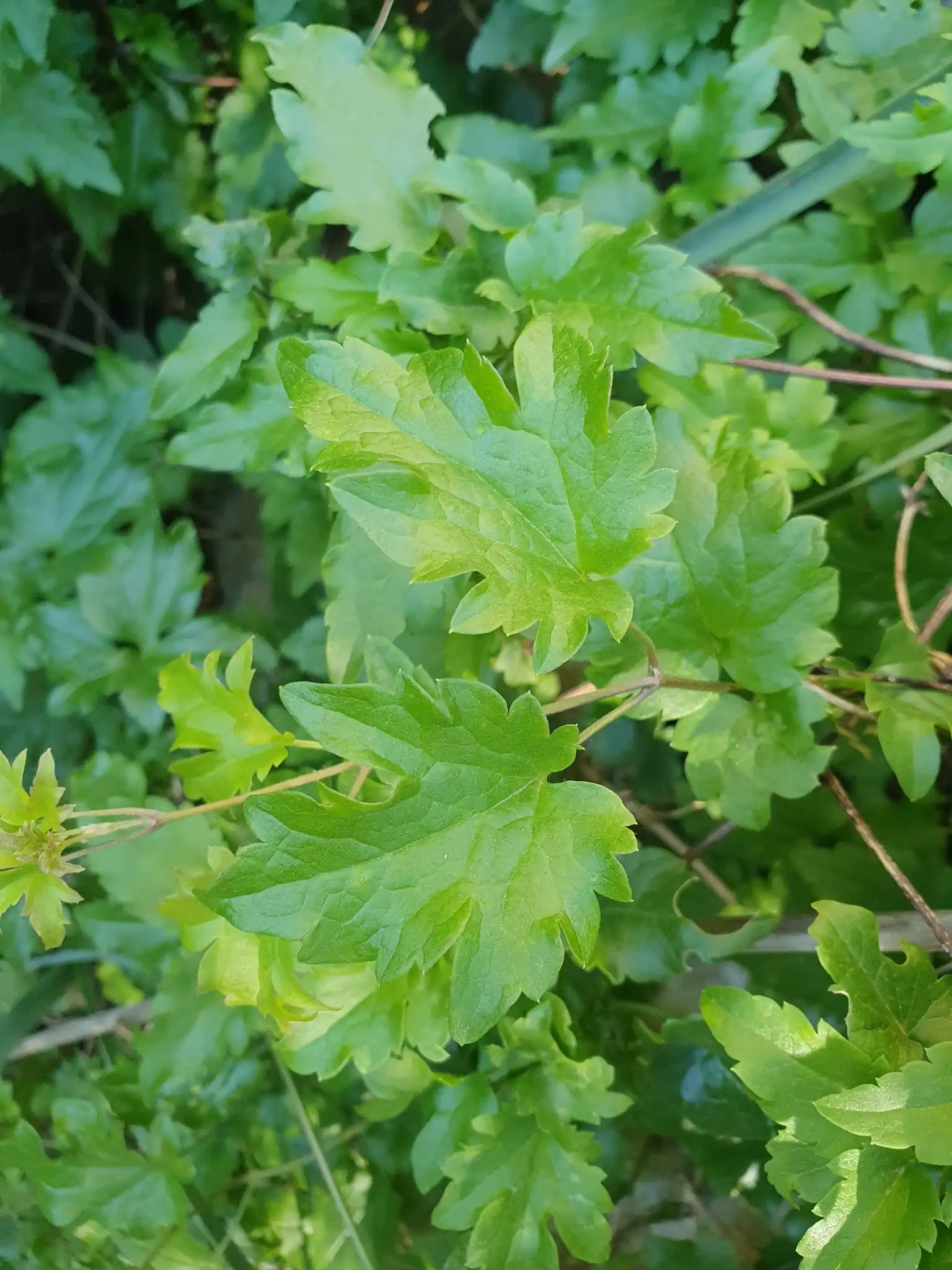 Fern-leaved Clematis