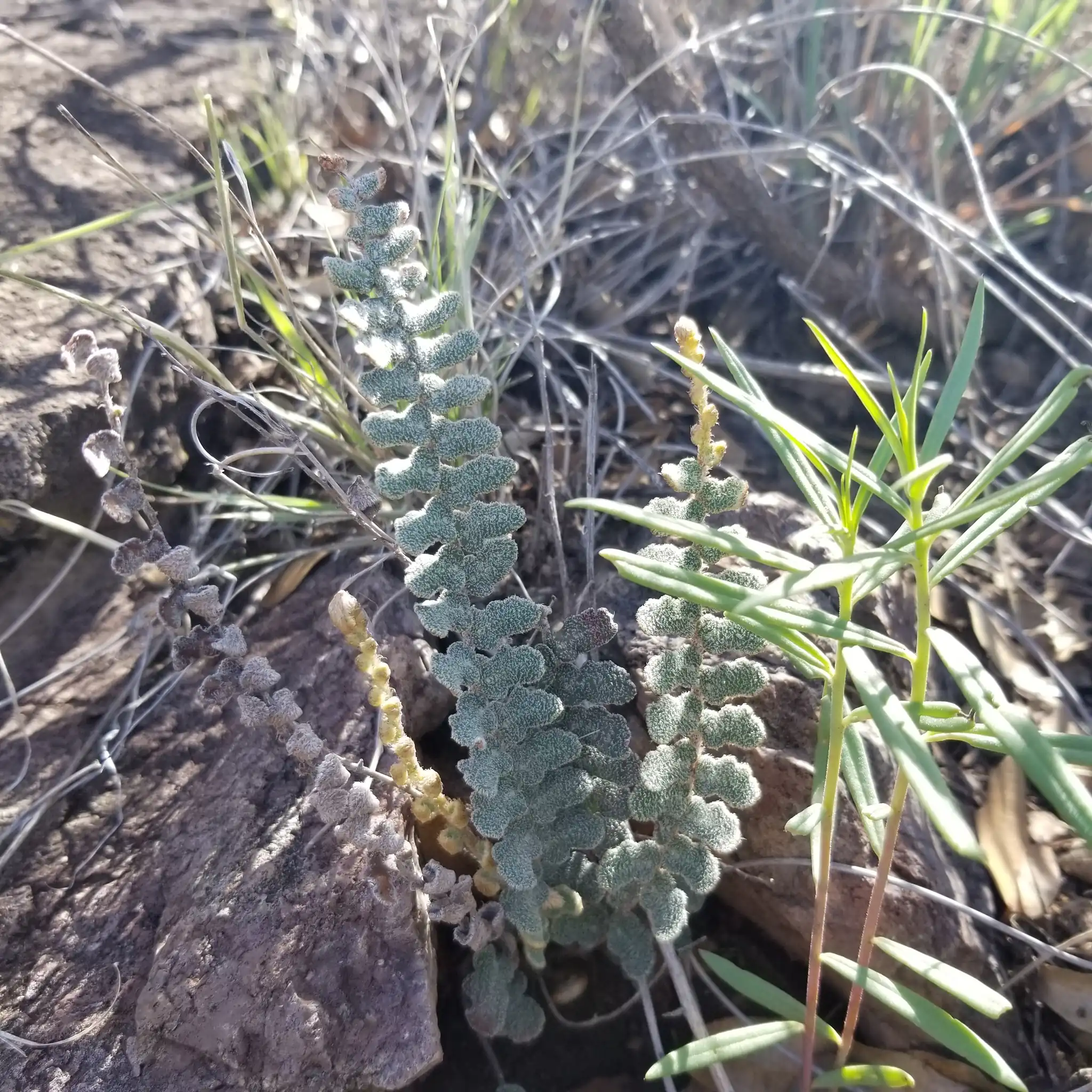 Sinuate Fern
