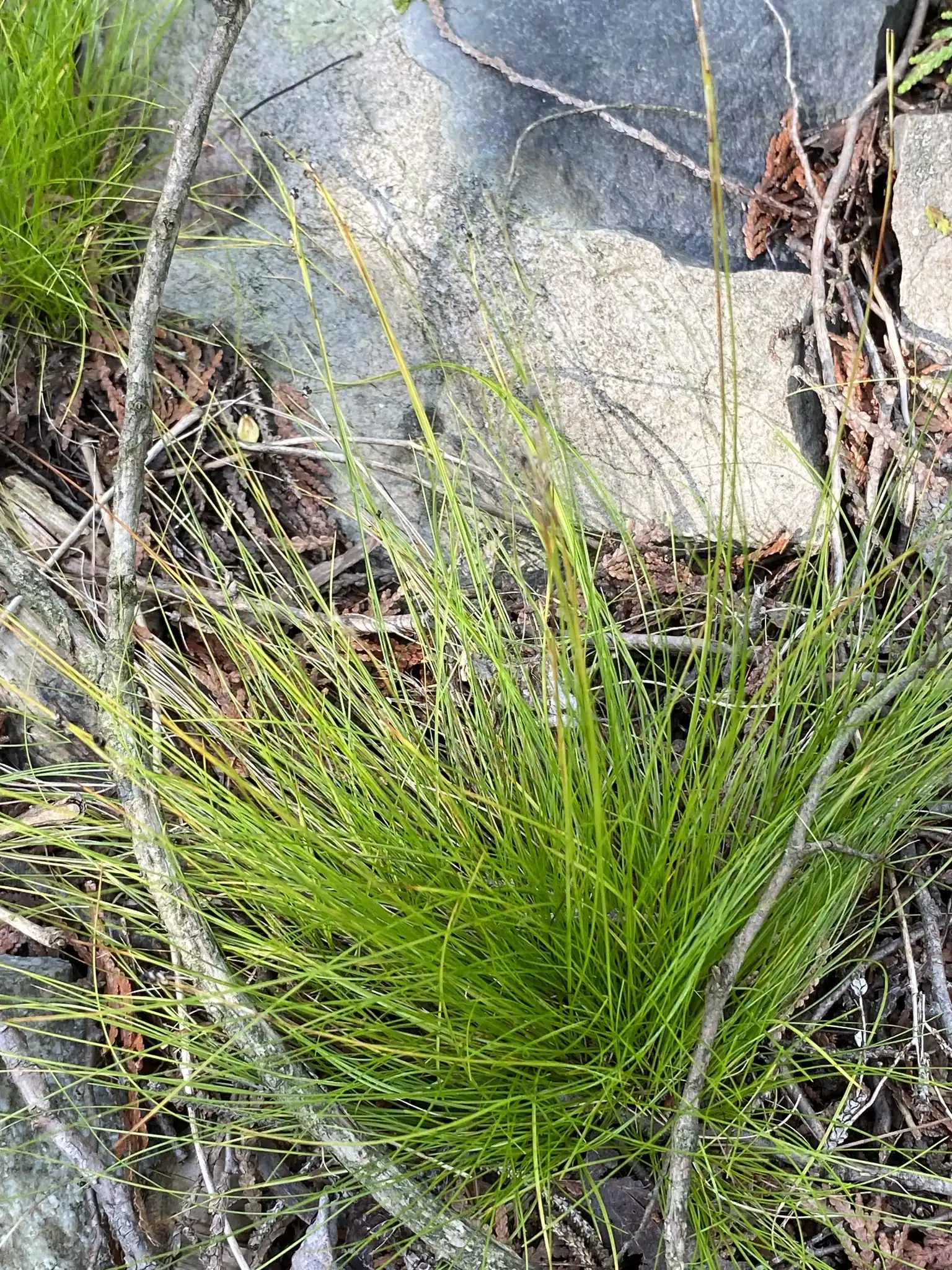 Ivory Sedge
