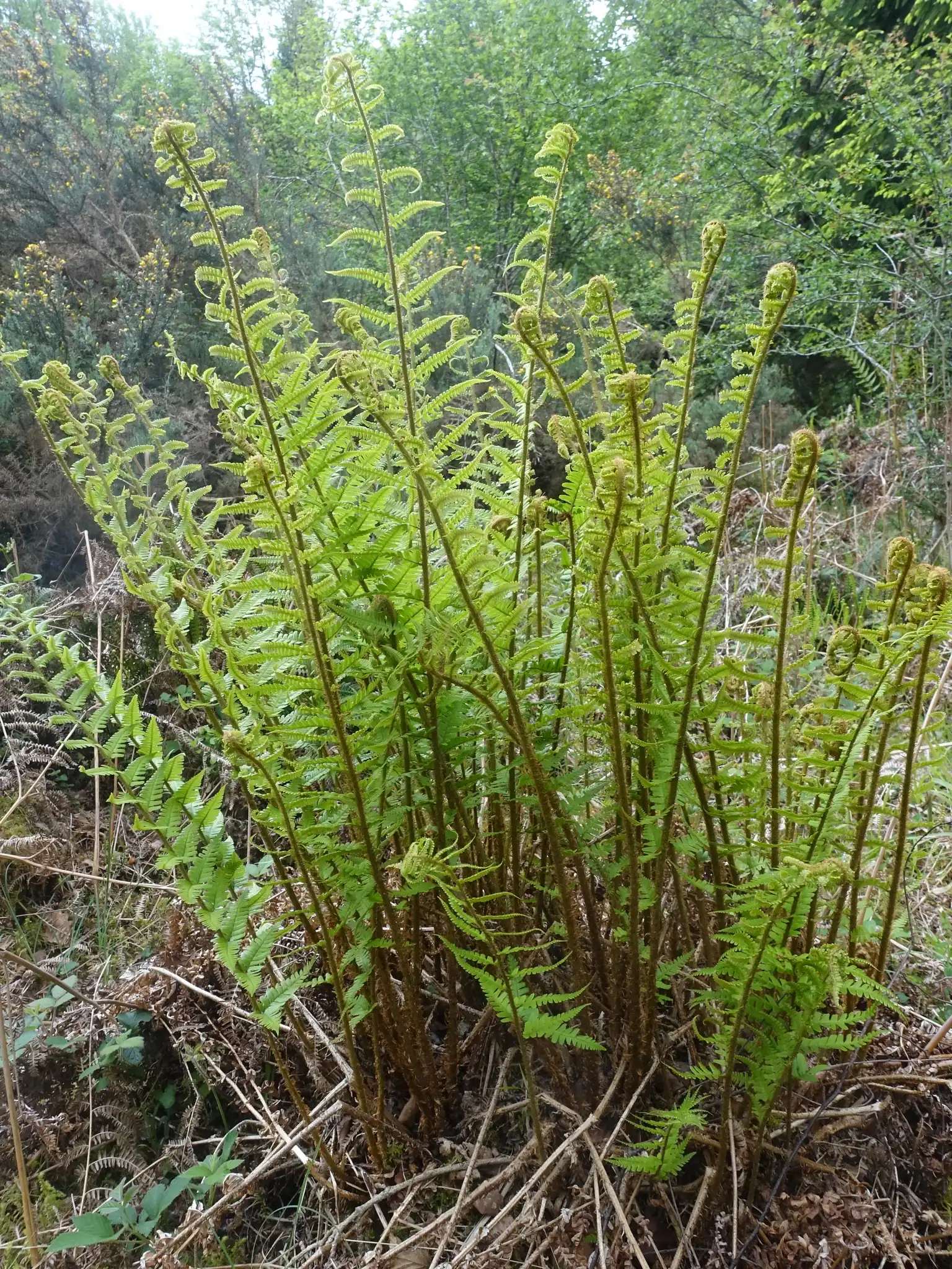 Tavel's Wood Fern
