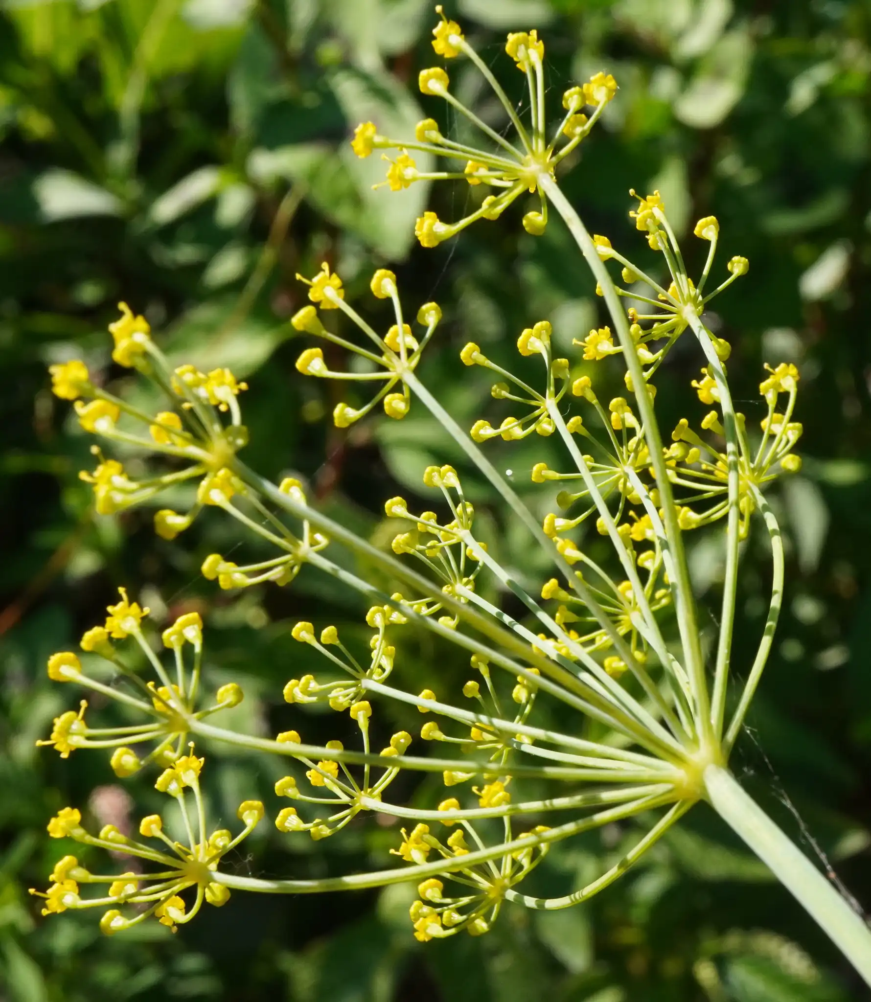 Dill