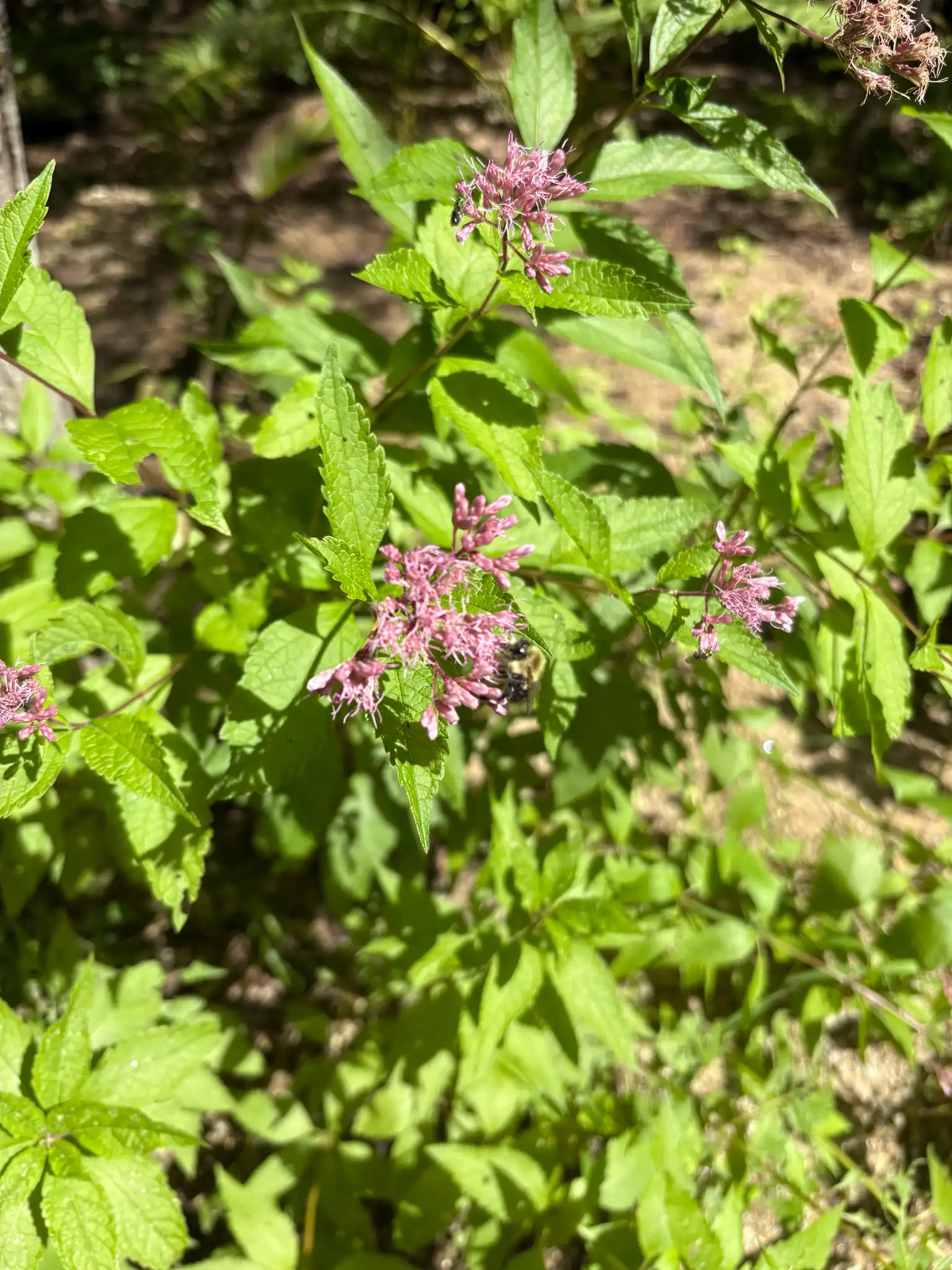 Coastal Plain Joe-Pye Weed
