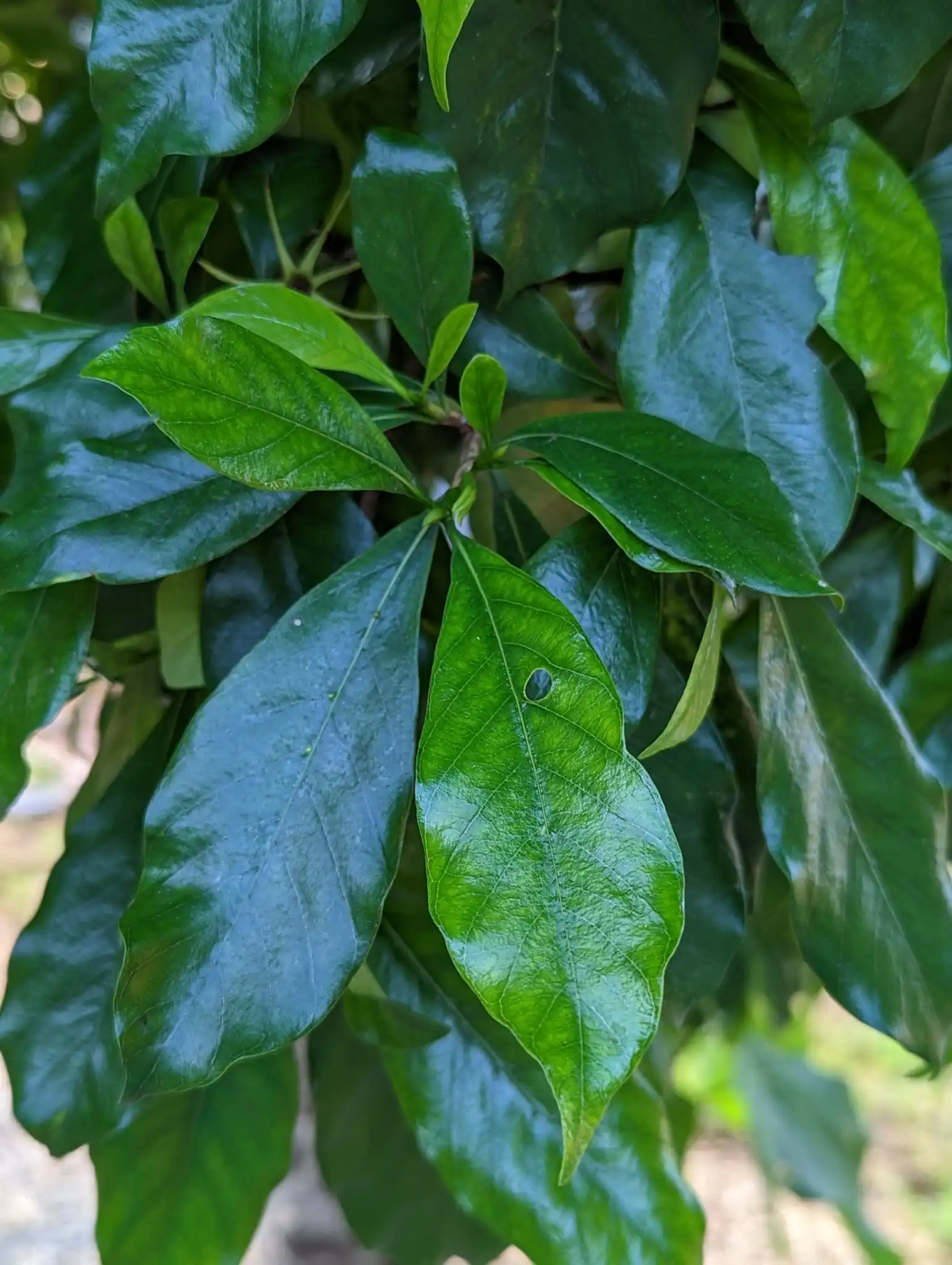 Common Gardenia