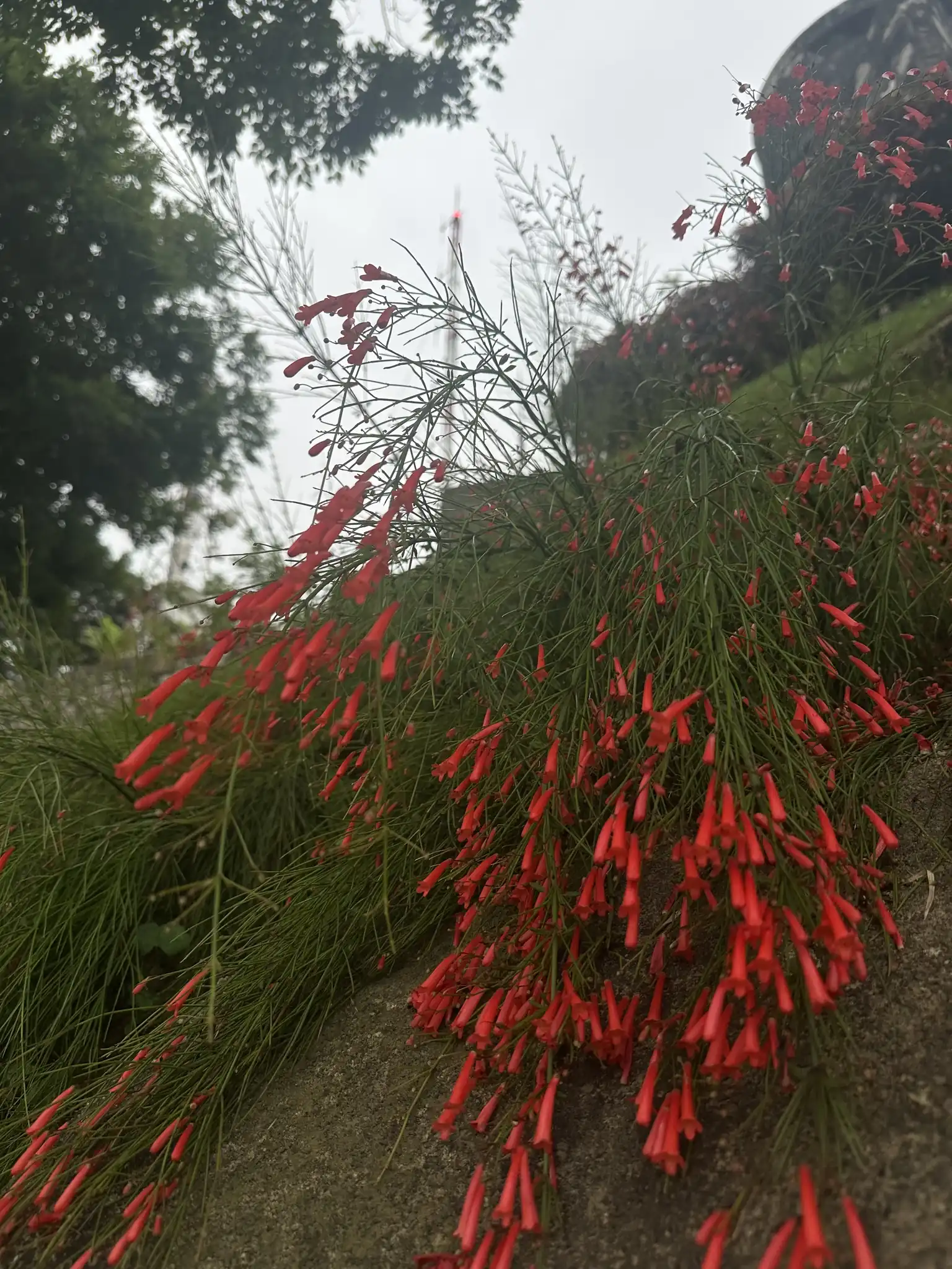 Firecracker Plant