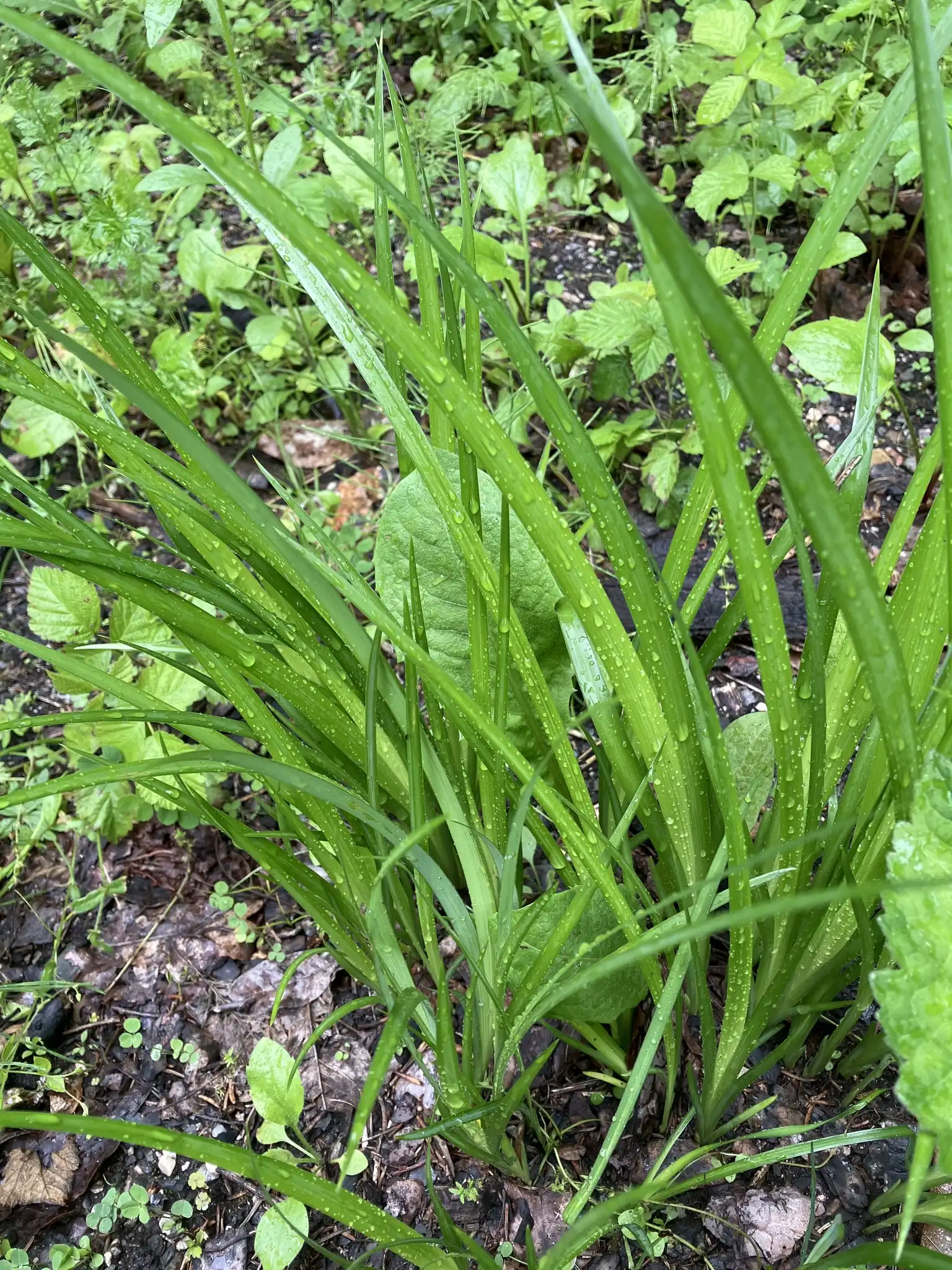 Grass-leaved Iris