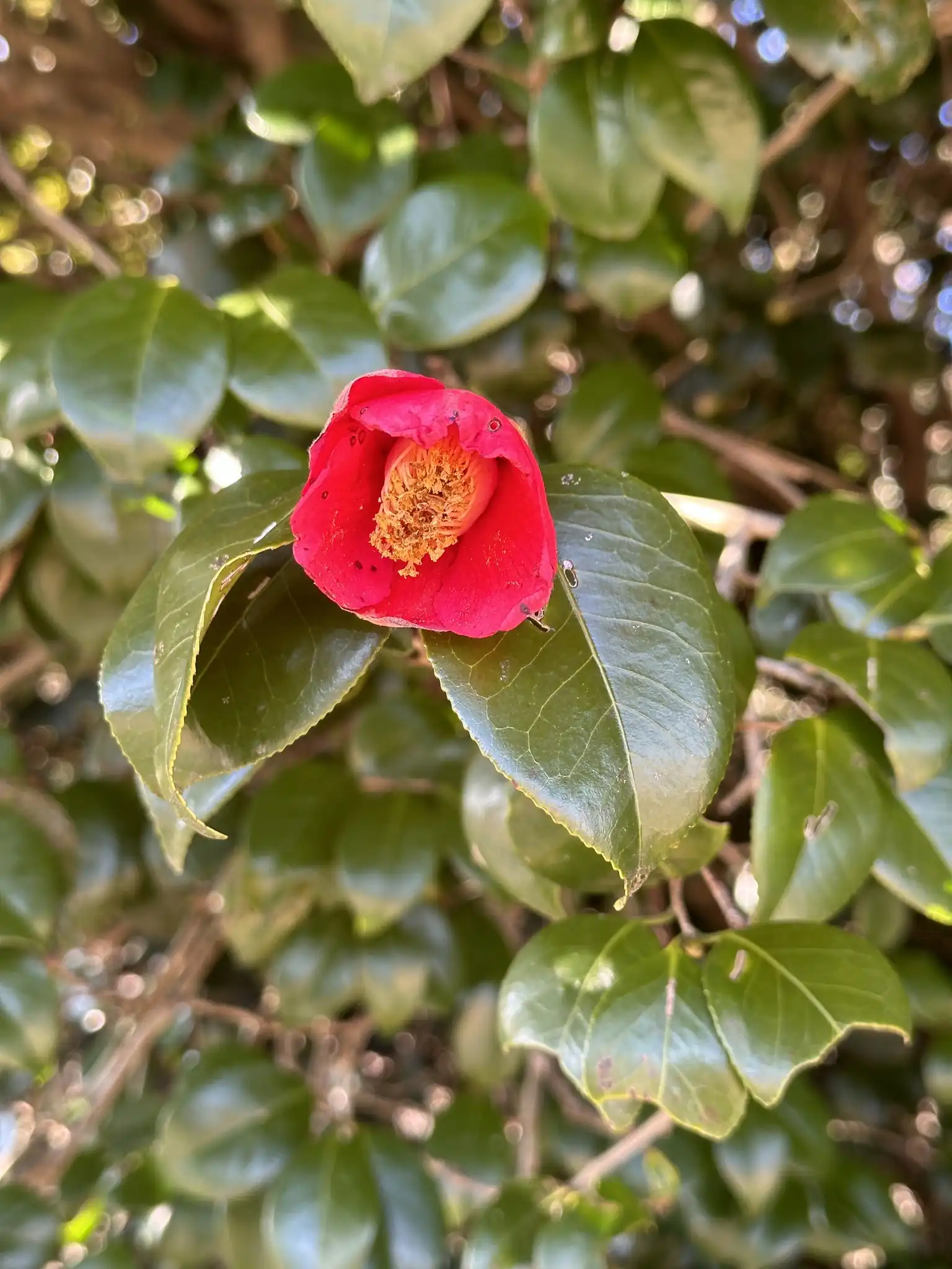 Japanese Camellia