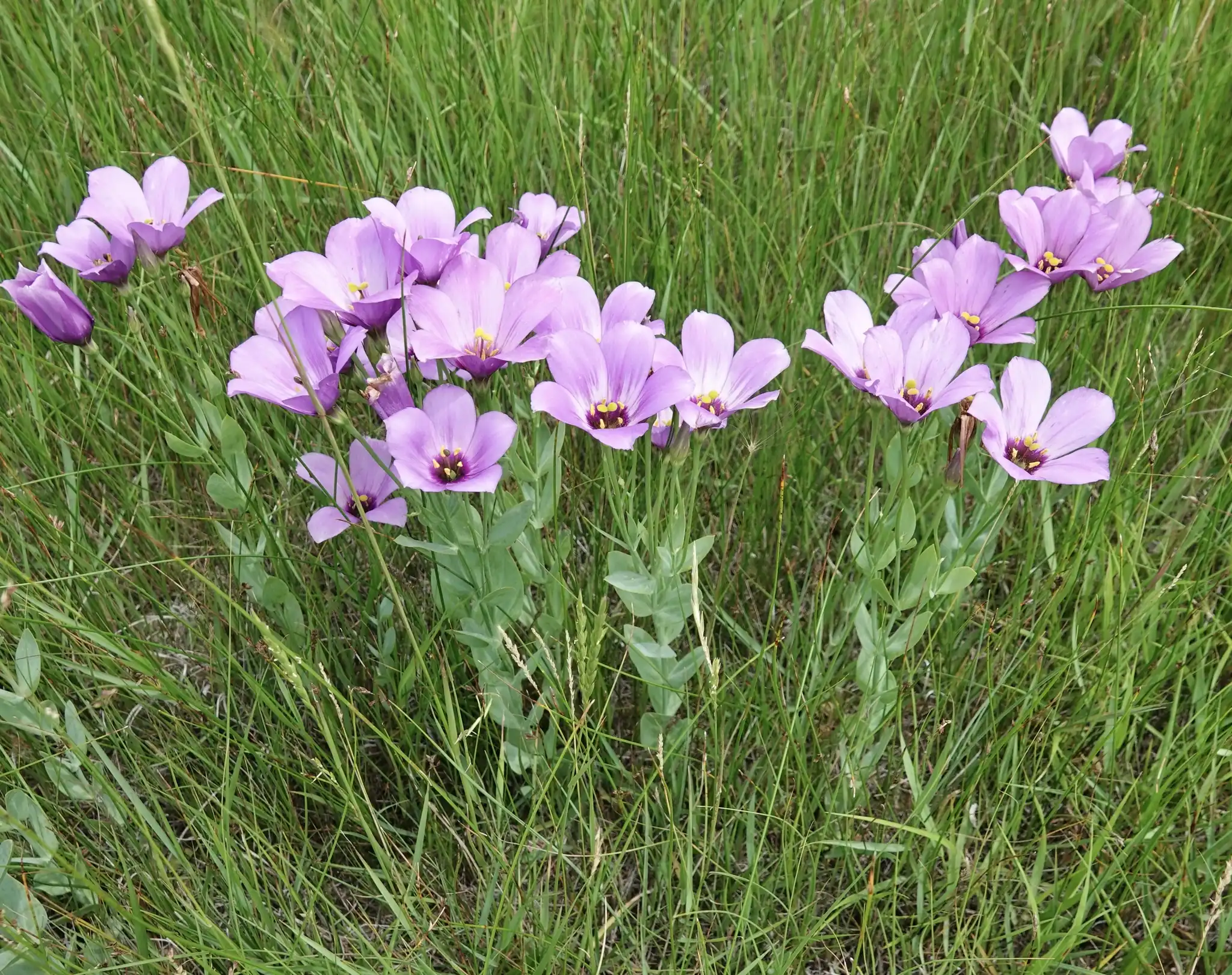 Lisianthus