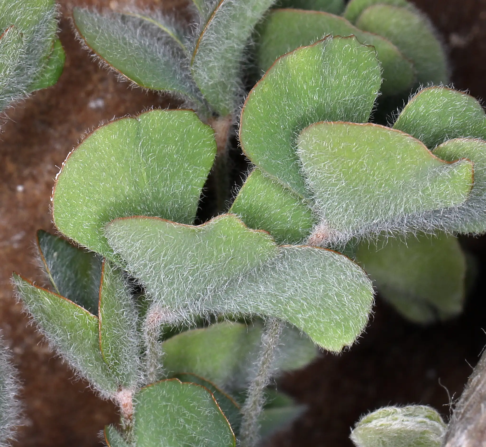 Water Clover