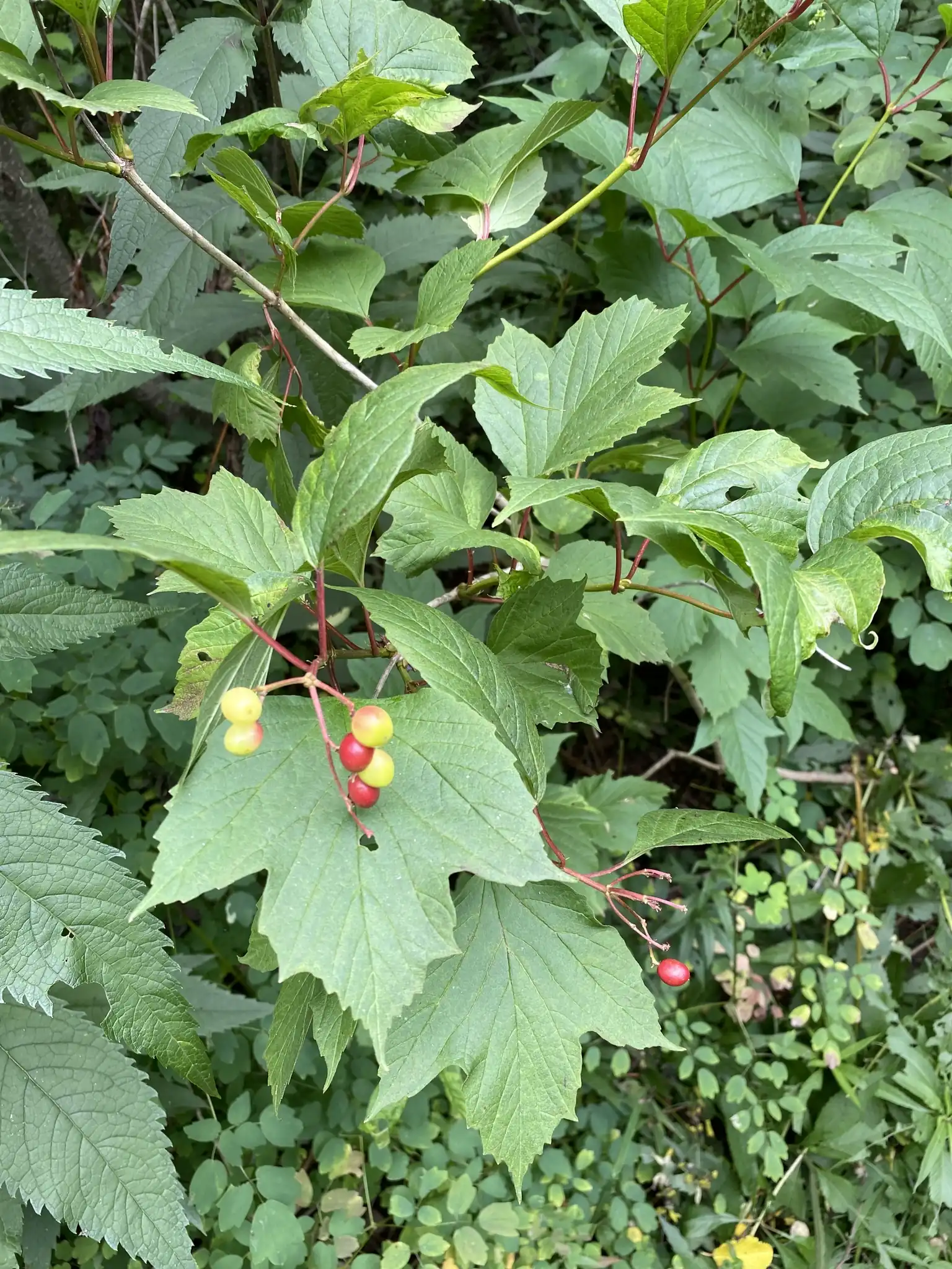 American Cranberrybush