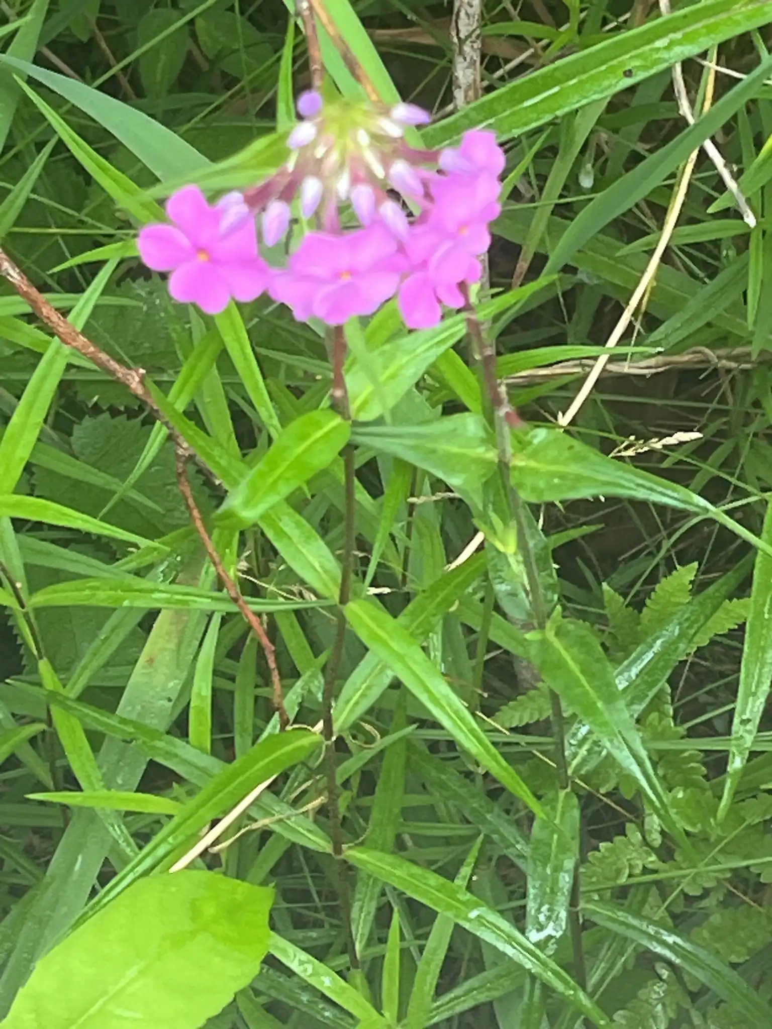 Meadow Phlox