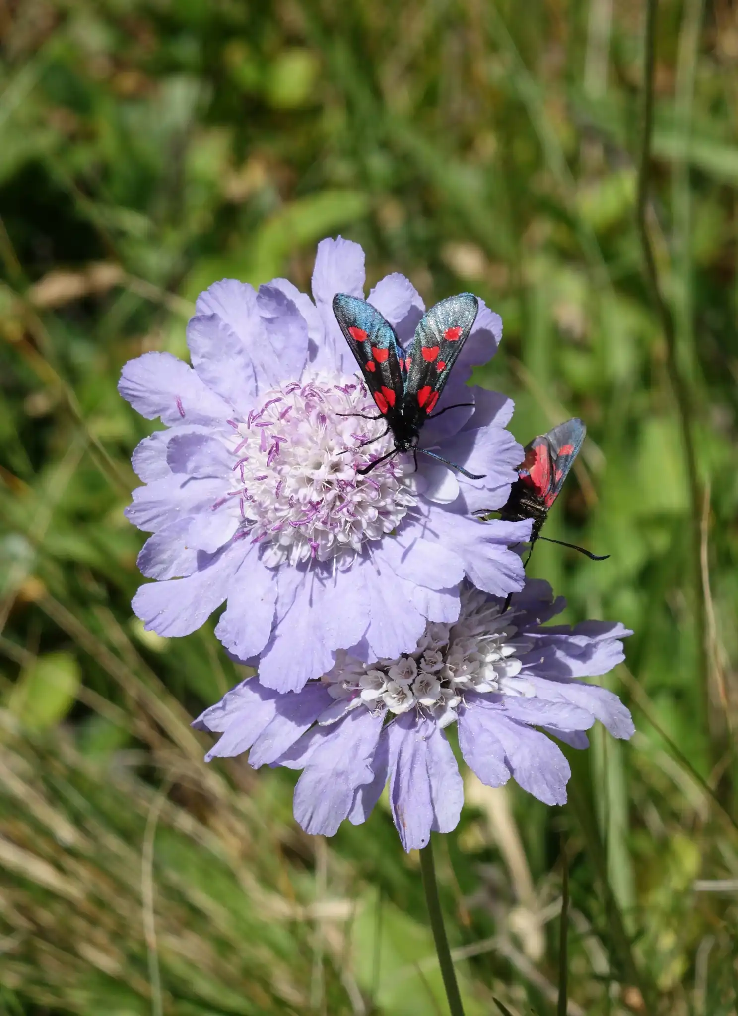 Pincushion Flower