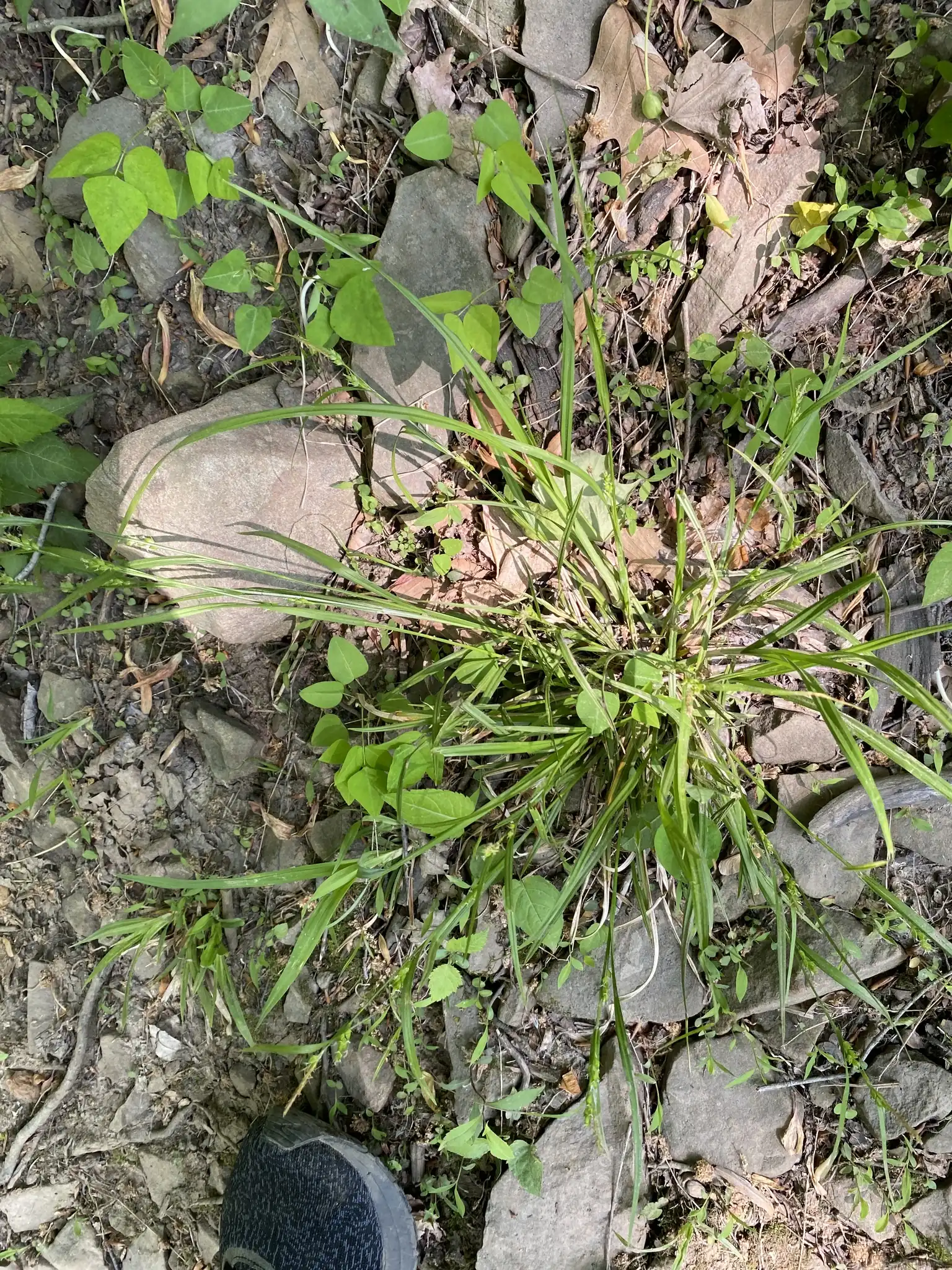 Creek Sedge