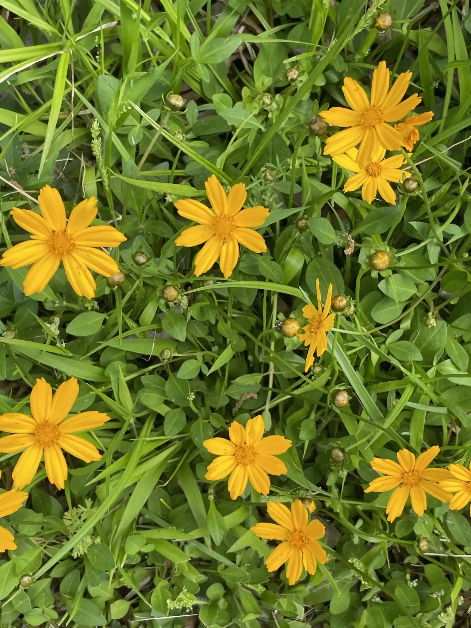 Mouse-eared Coreopsis