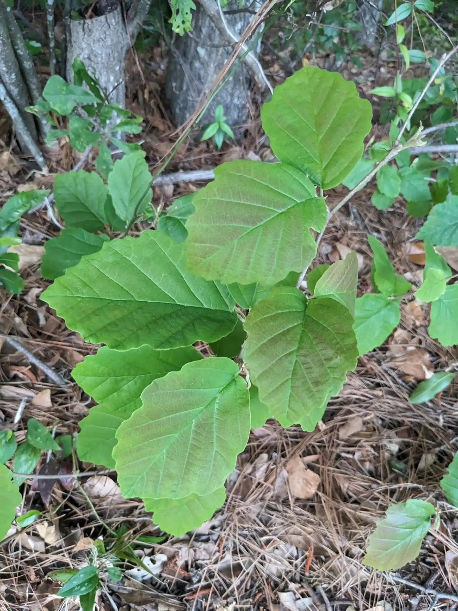 Vernal Witch Hazel