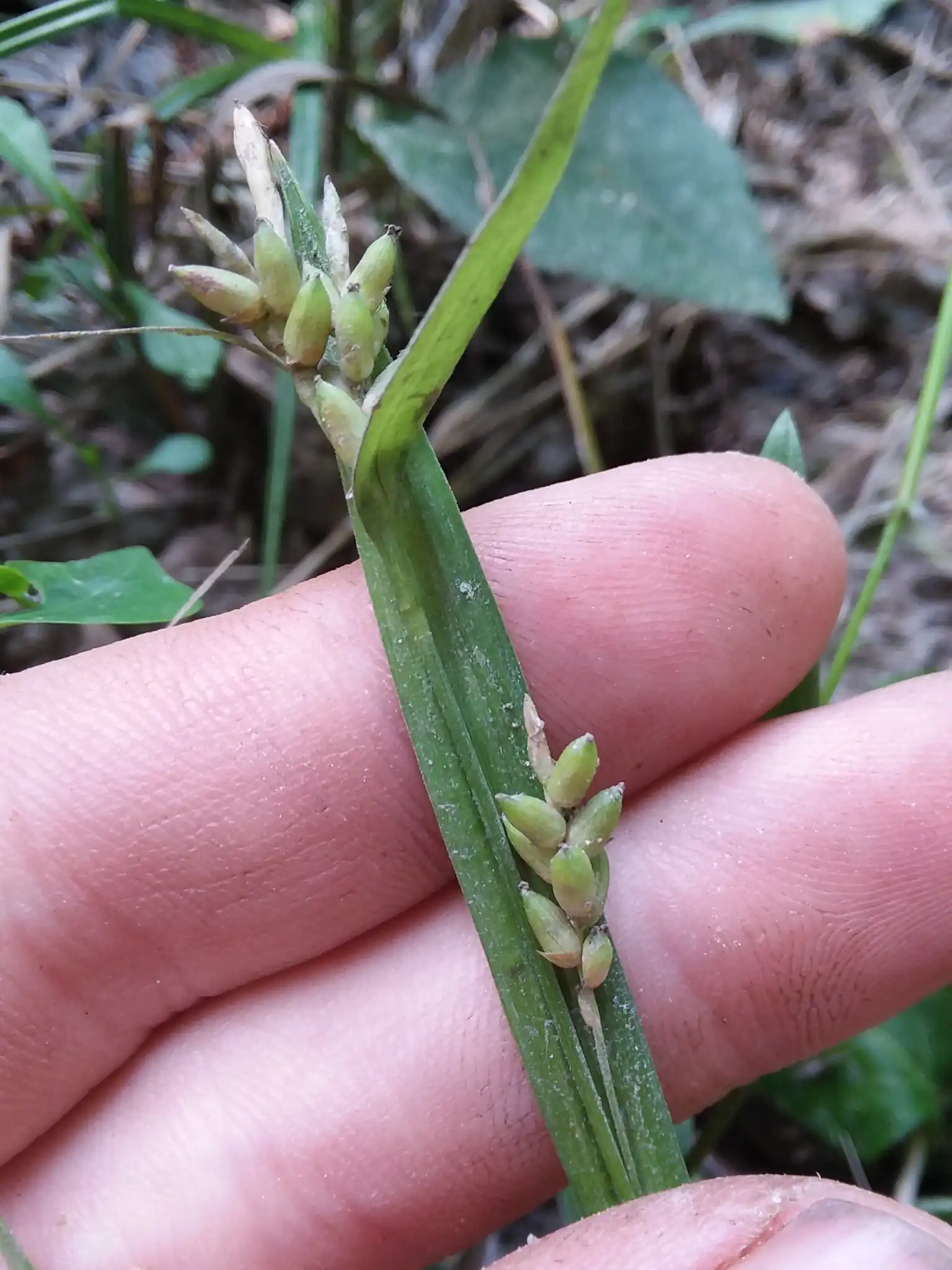 Blue Wood Sedge