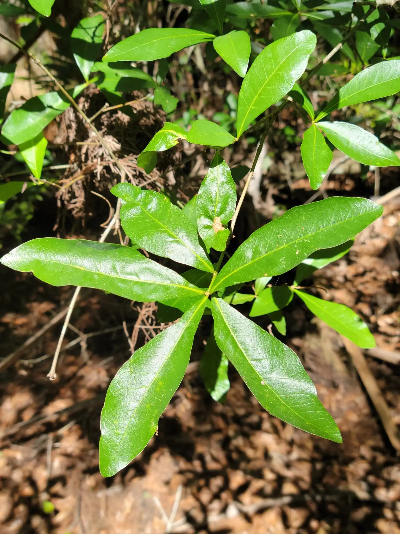 Laurel Oak