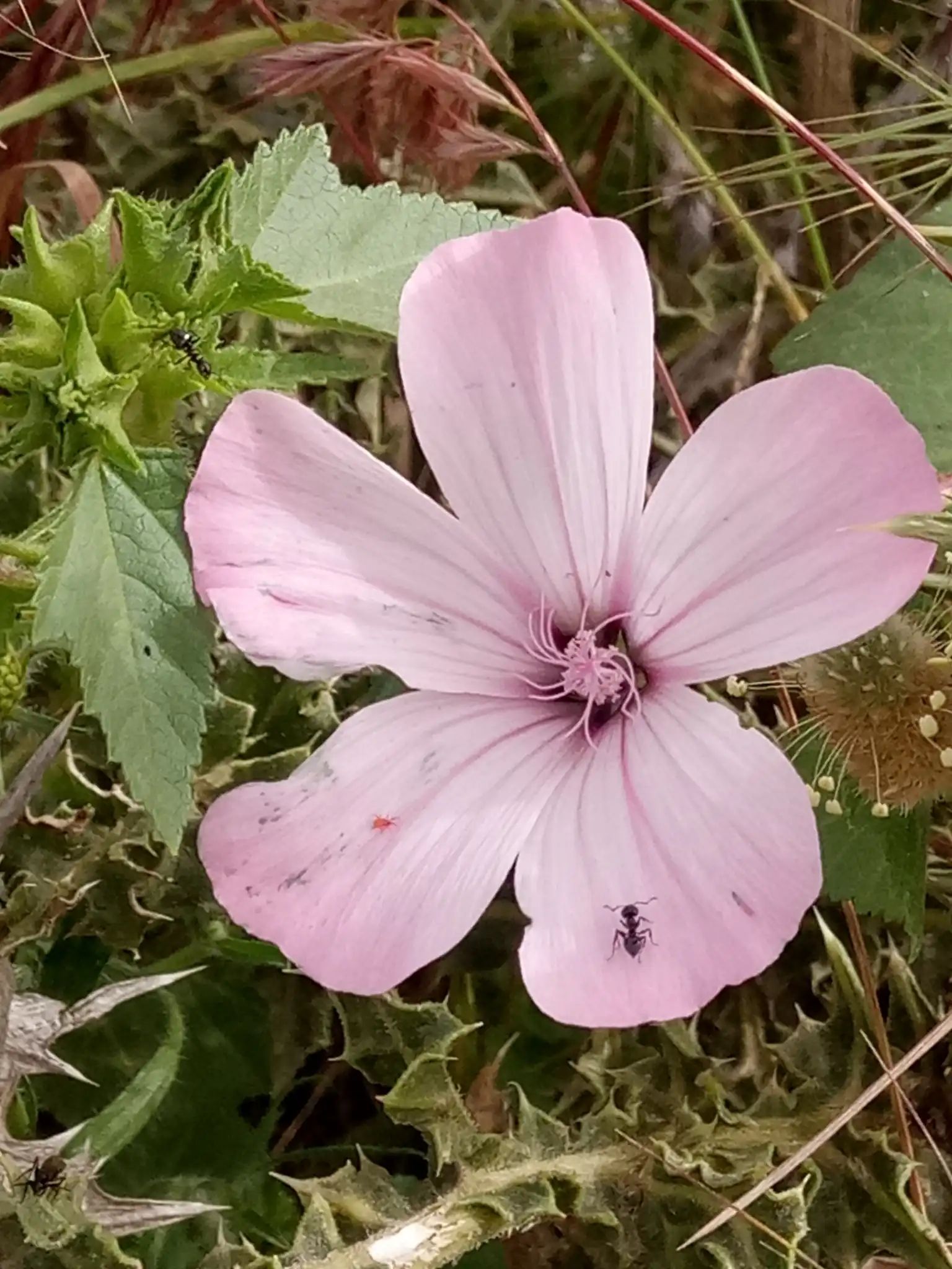 Mallow
