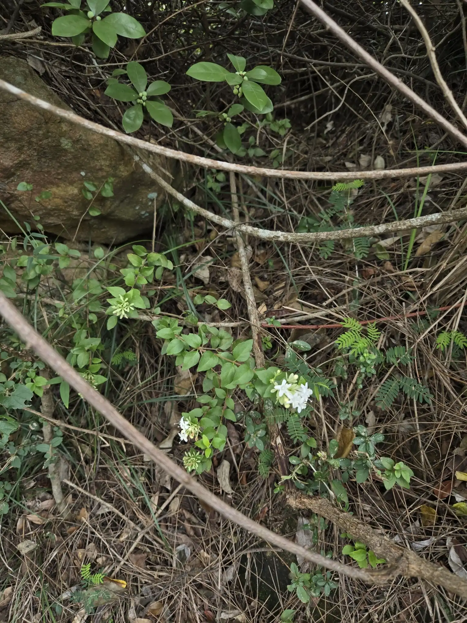 Glossy Abelia