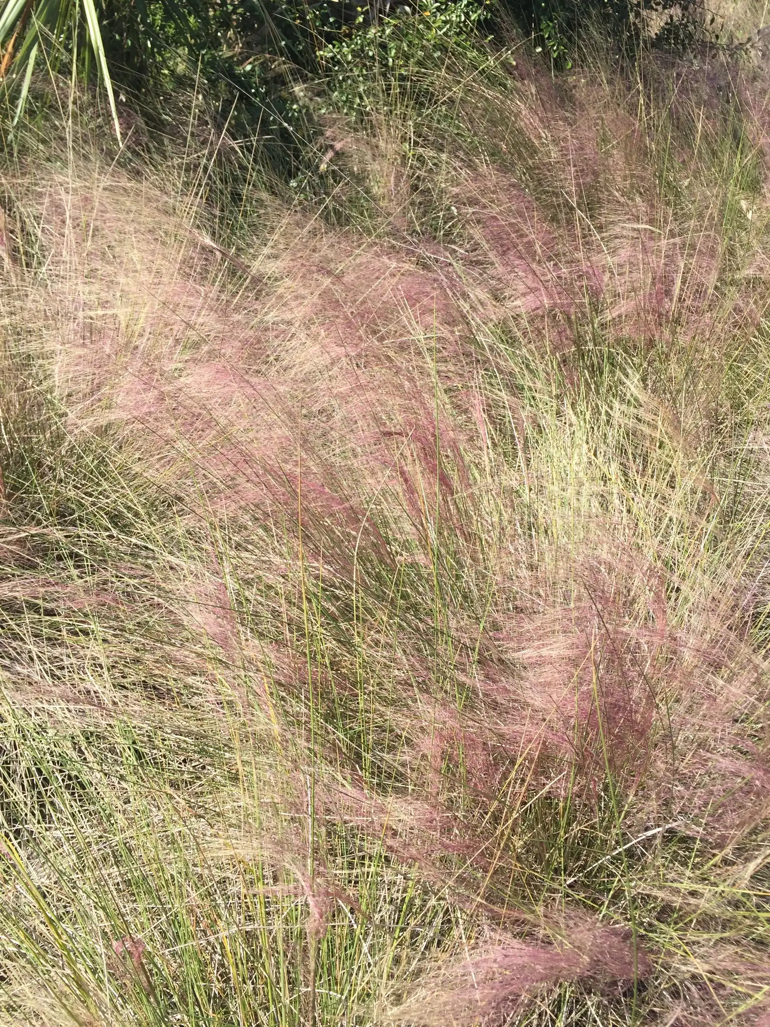Pink Muhly Grass