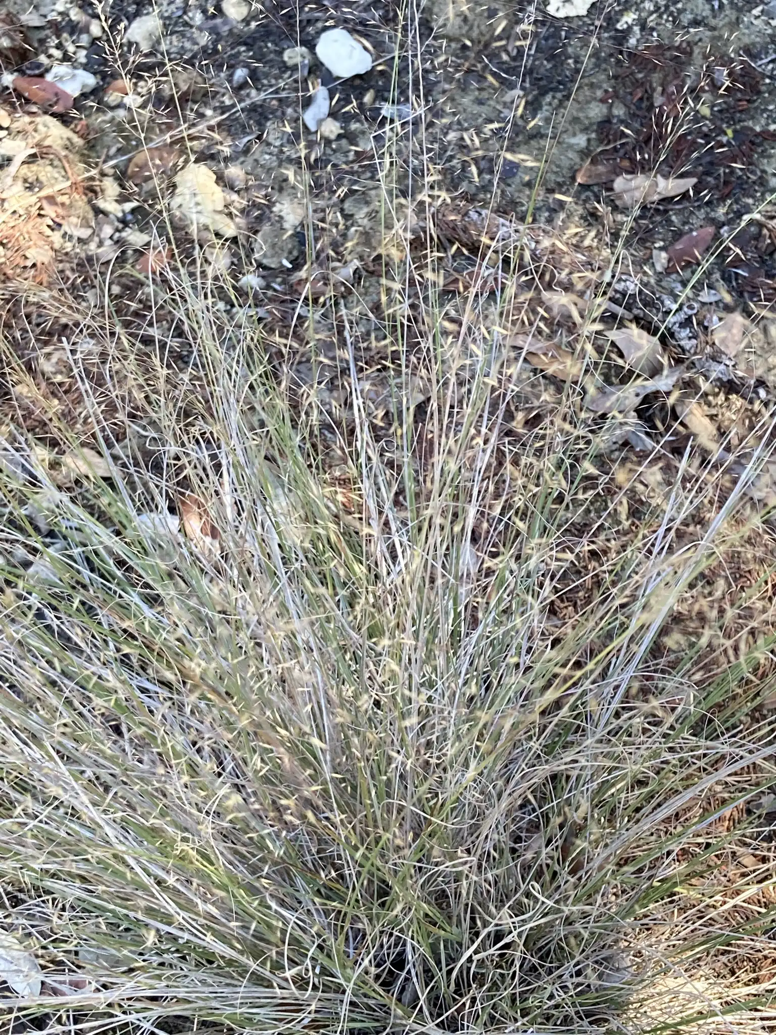 Ruby Muhly Grass