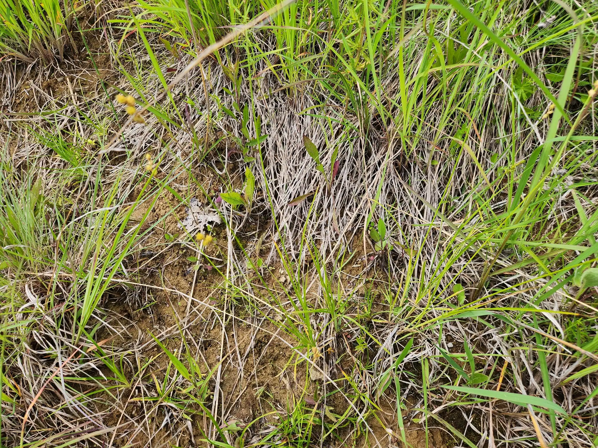 Shortbeak Sedge