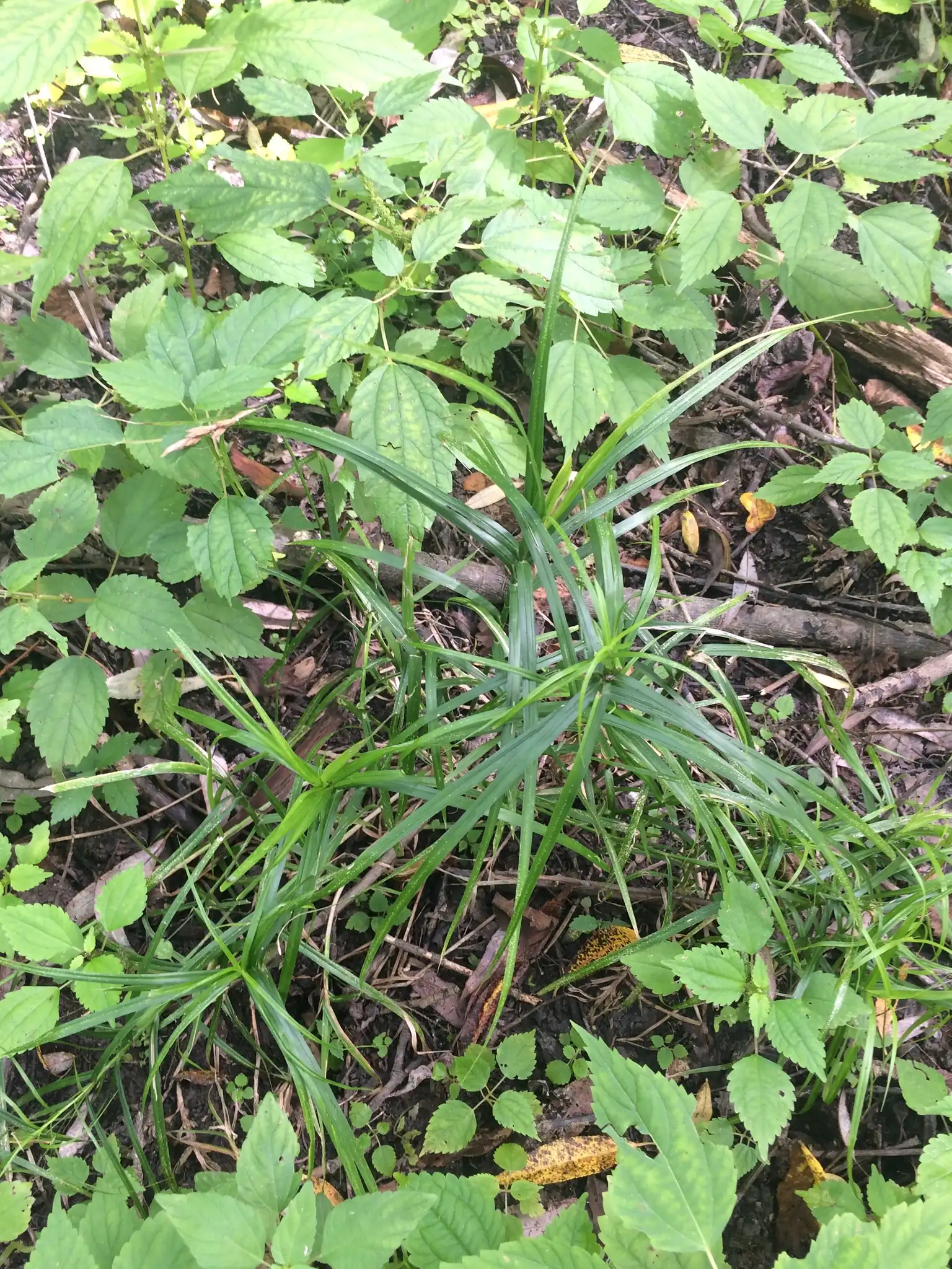 Palm Sedge