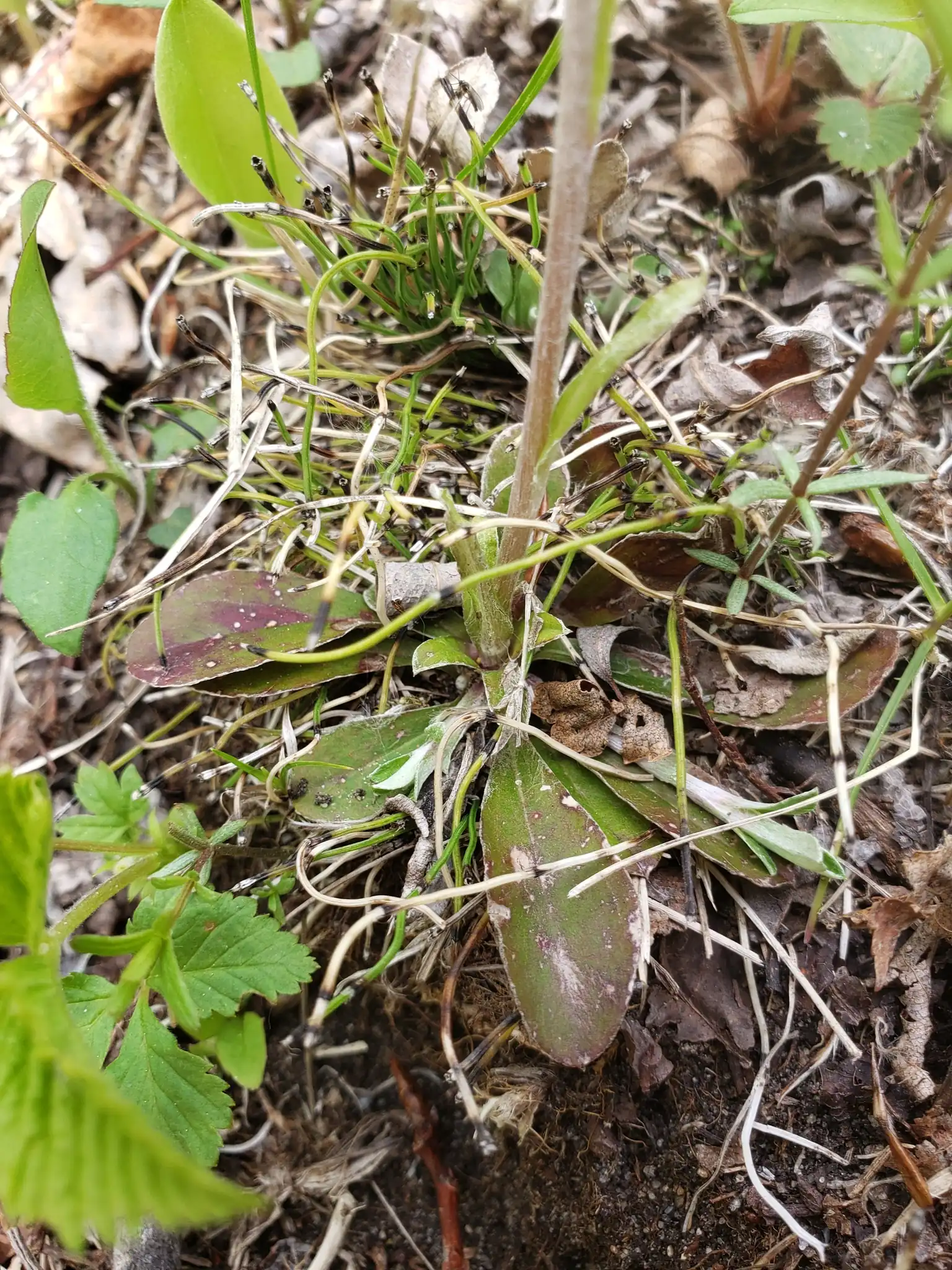 Field Pussytoes