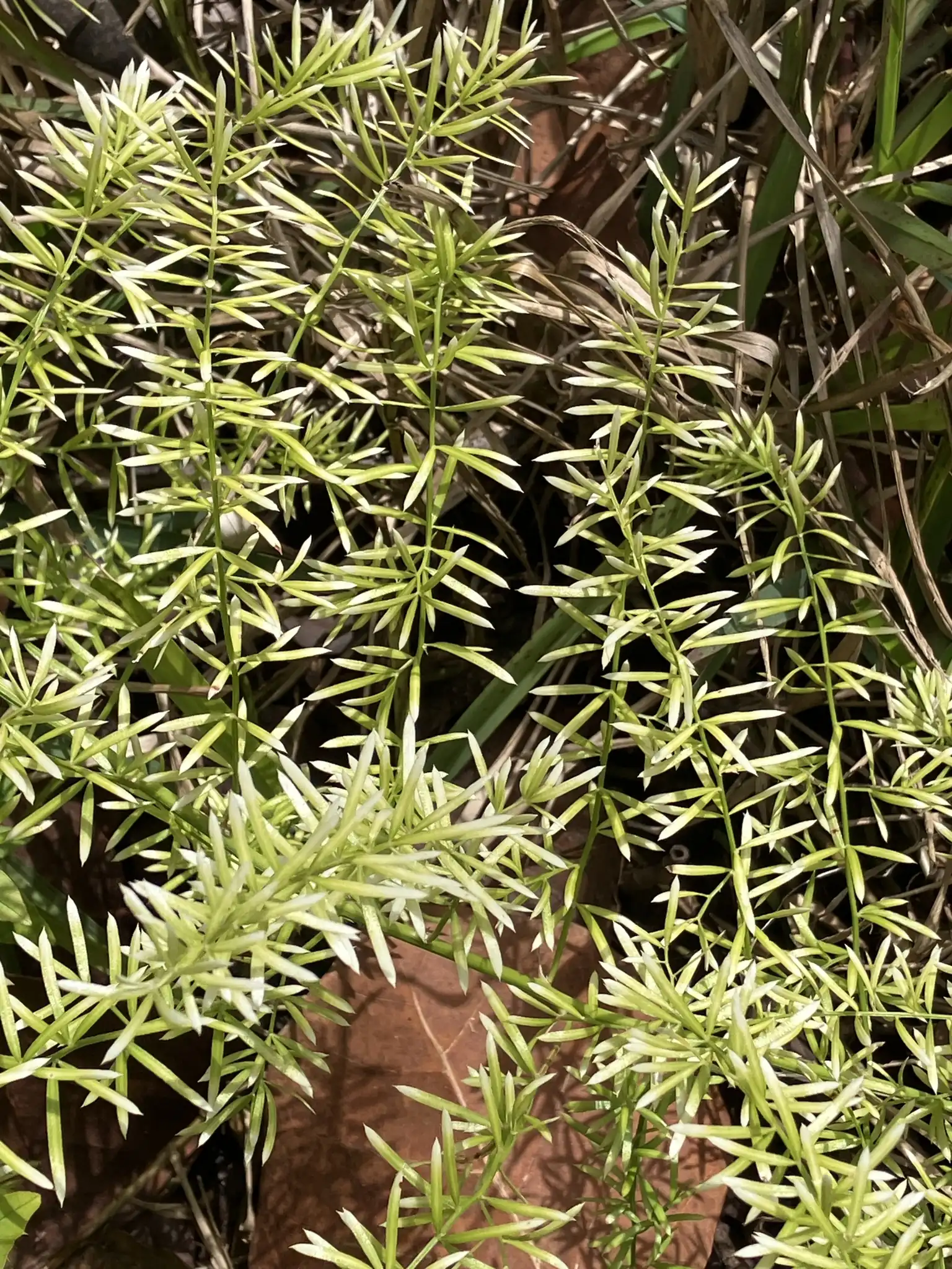 Sprenger's Asparagus Fern