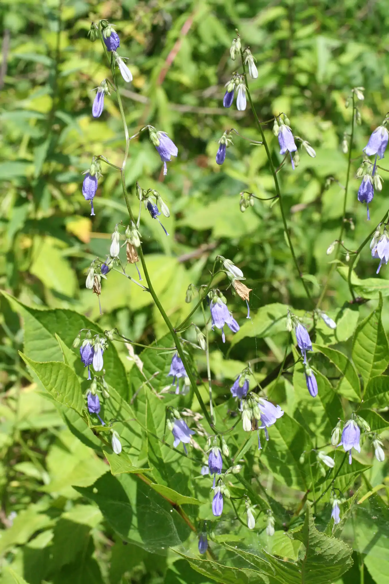 Fragrant Bellflower