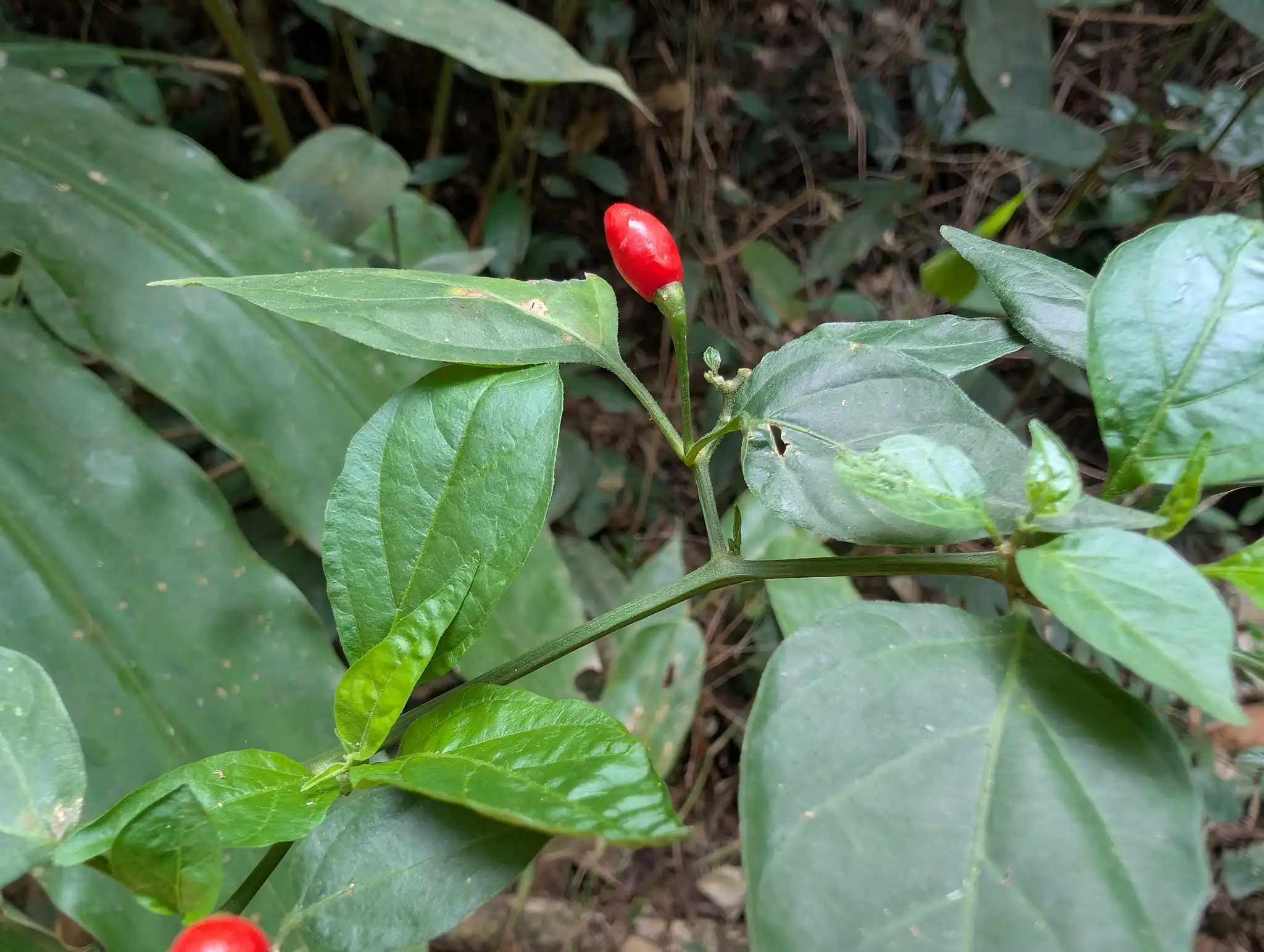 Thai Hot Pepper