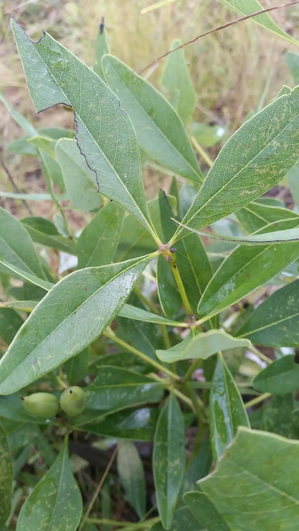 Lanceleaf Wild Indigo