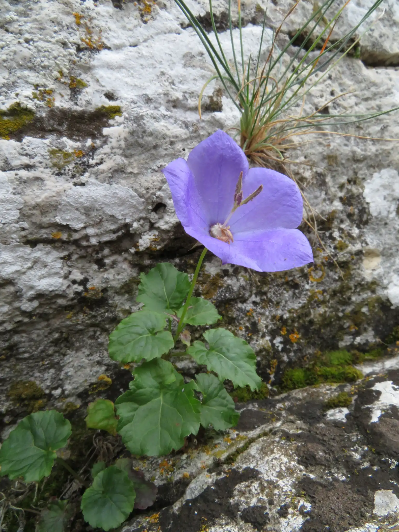 Carpathian Bellflower