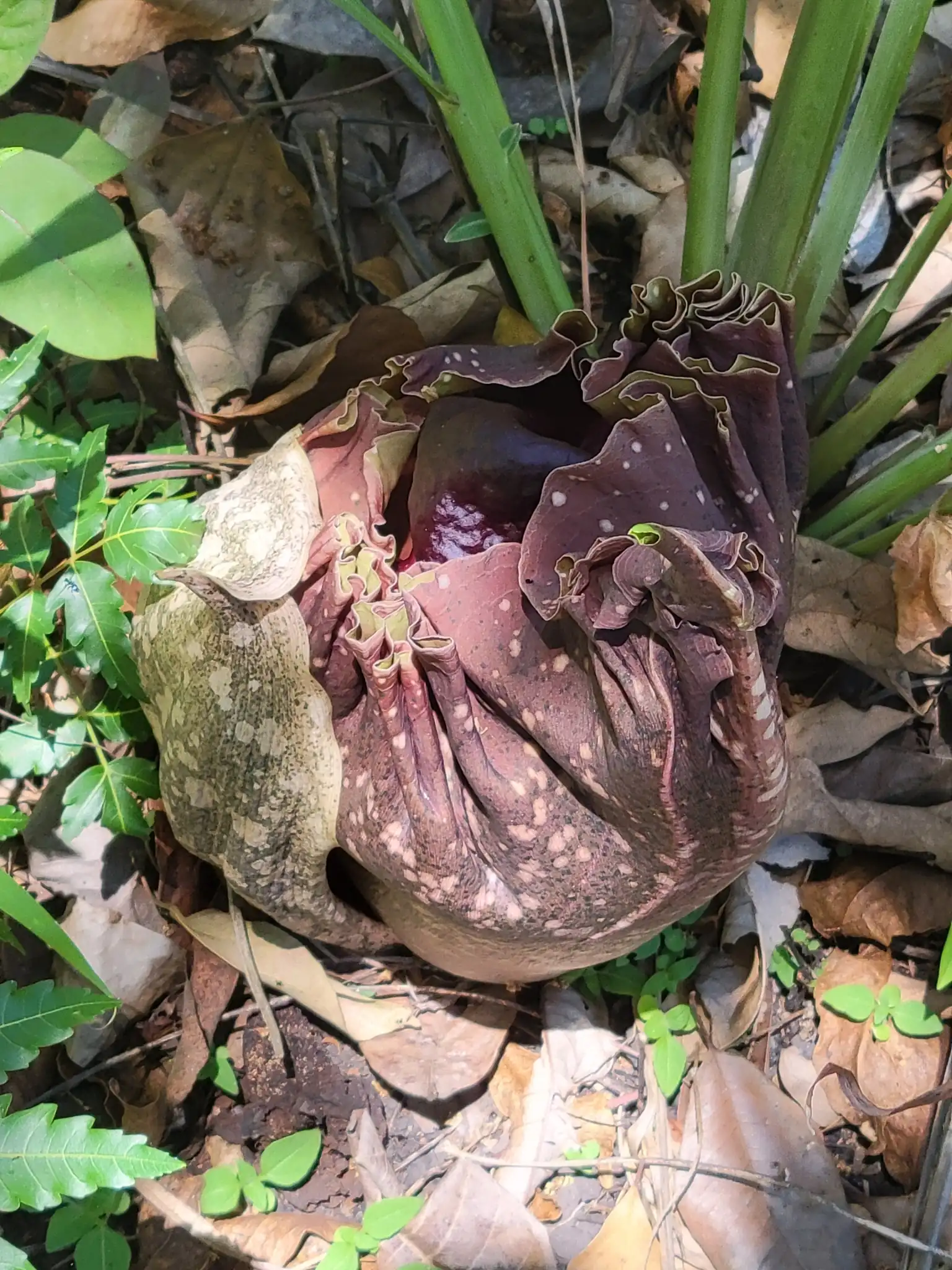 Elephant Foot Yam