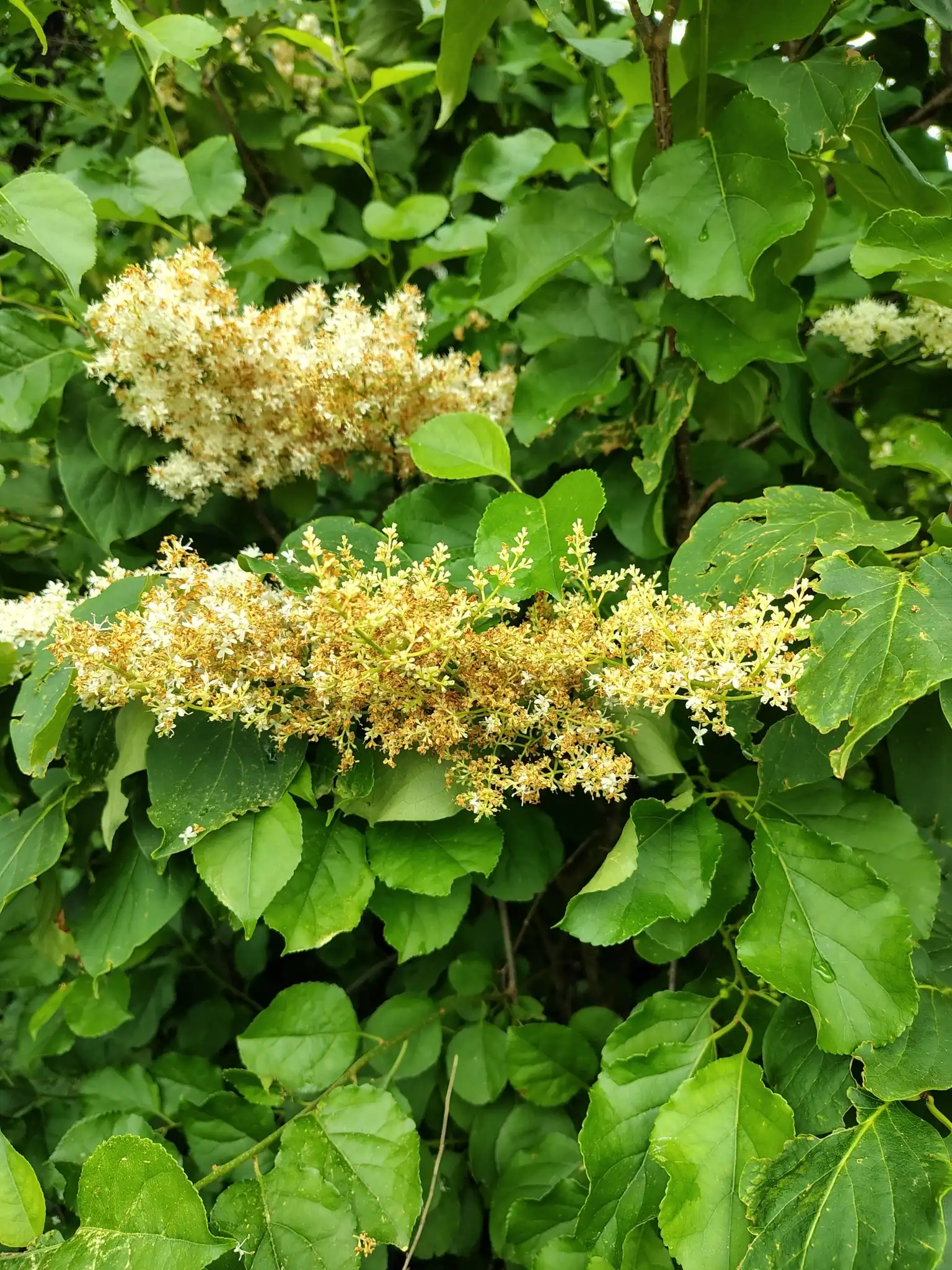 Japanese Tree Lilac