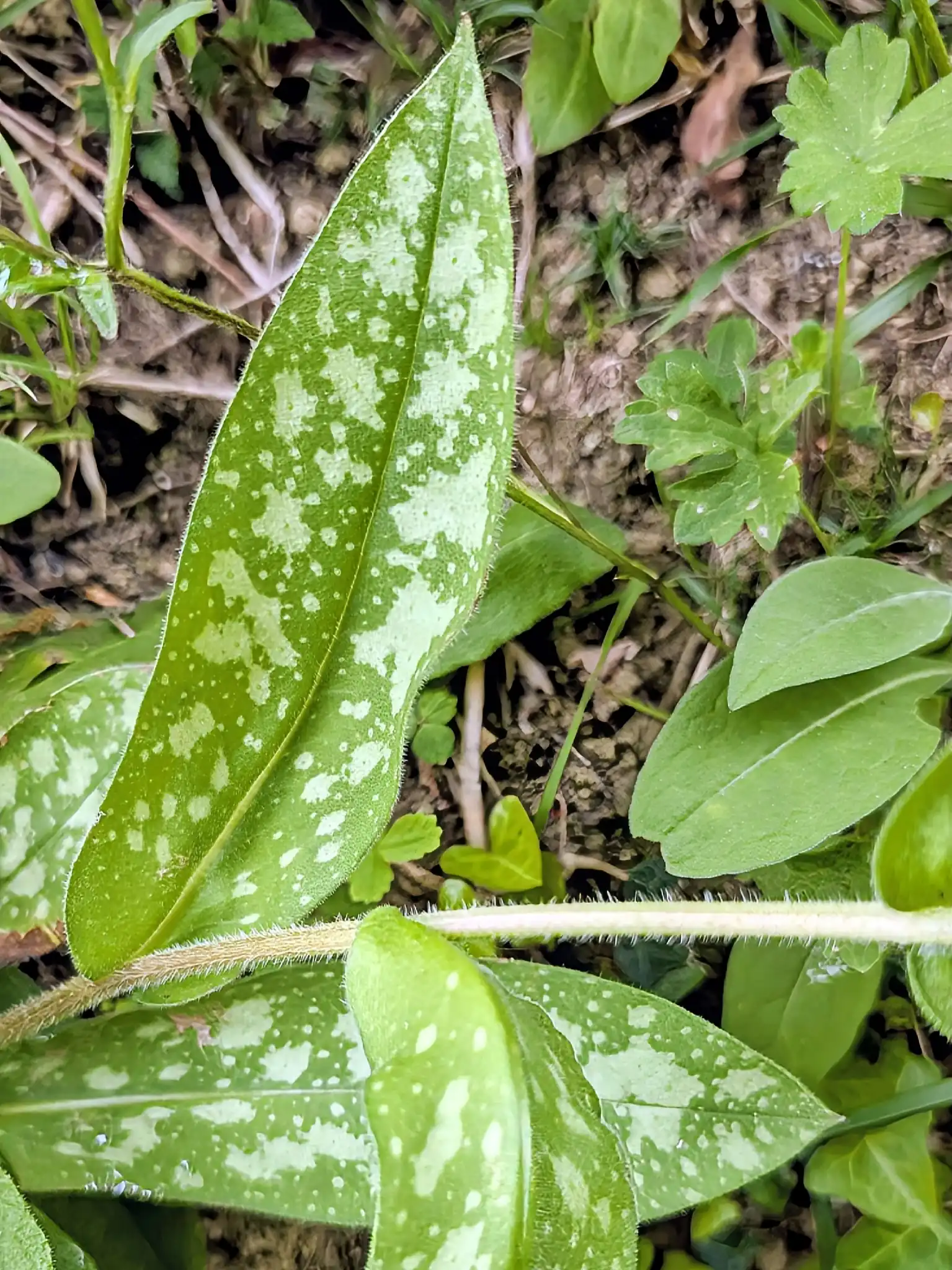 Lungwort