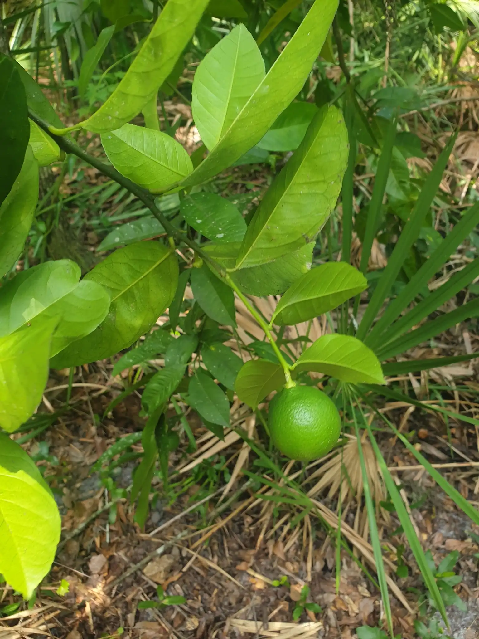 Lemon