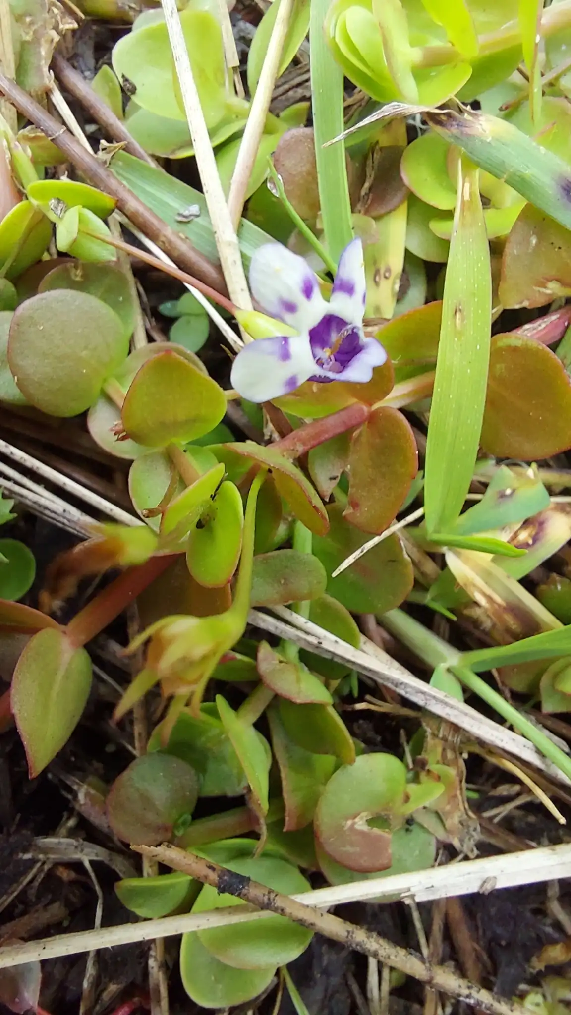 Lindernia grandiflora