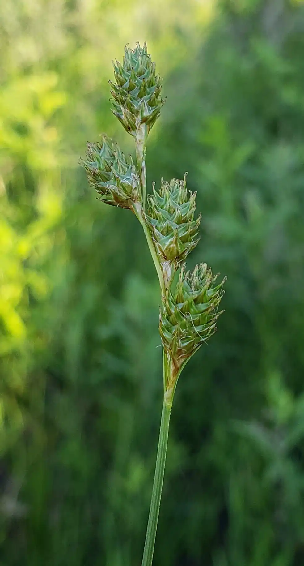 Copper Shouldered Oval Sedge