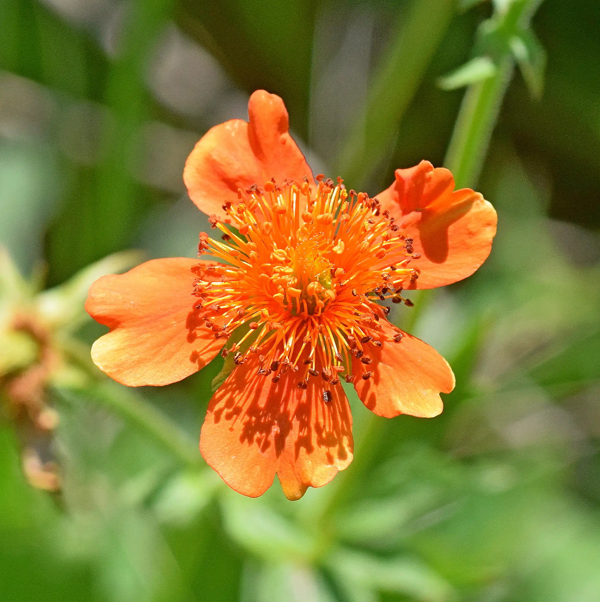 Avens