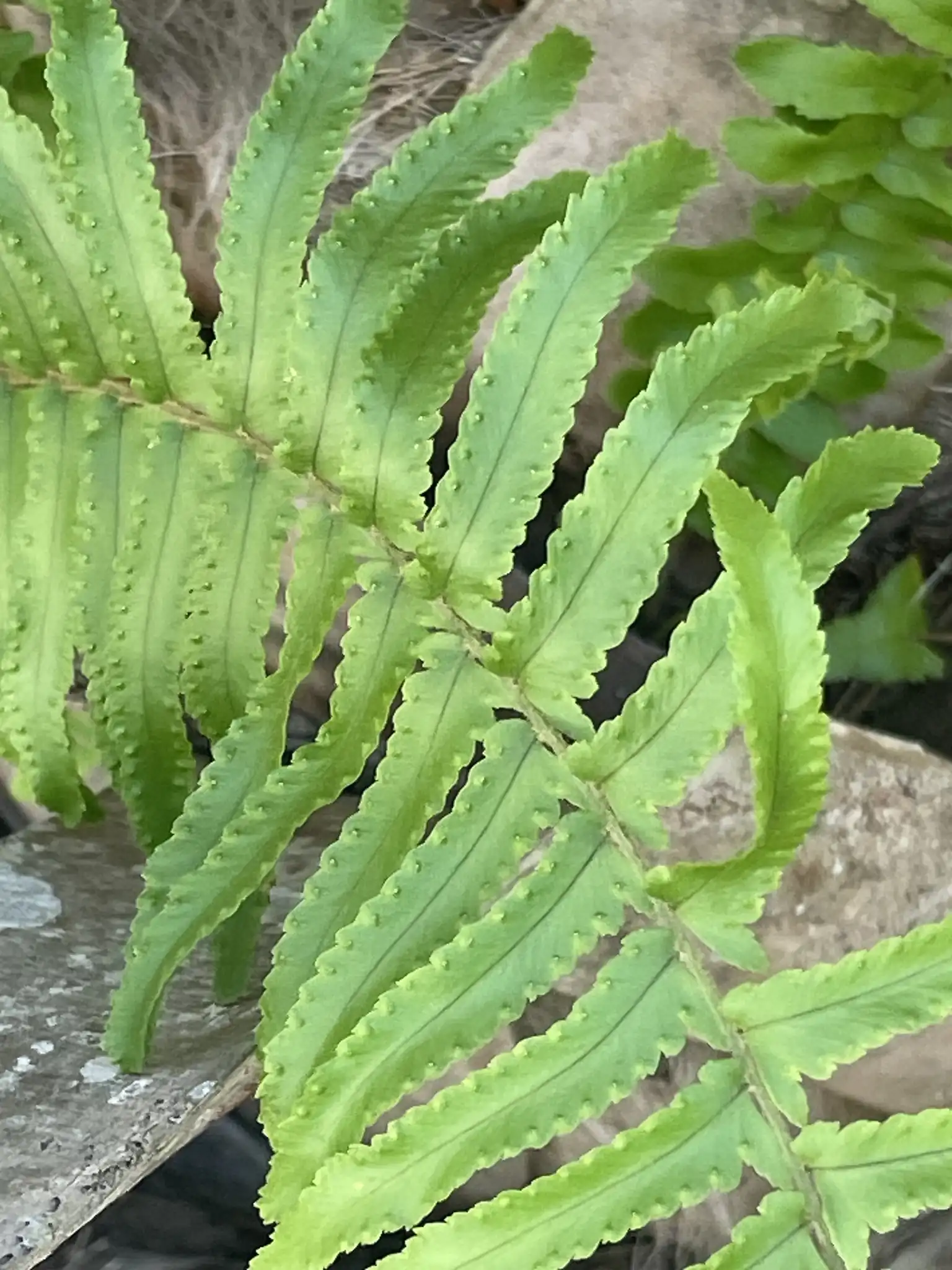 Boston Fern