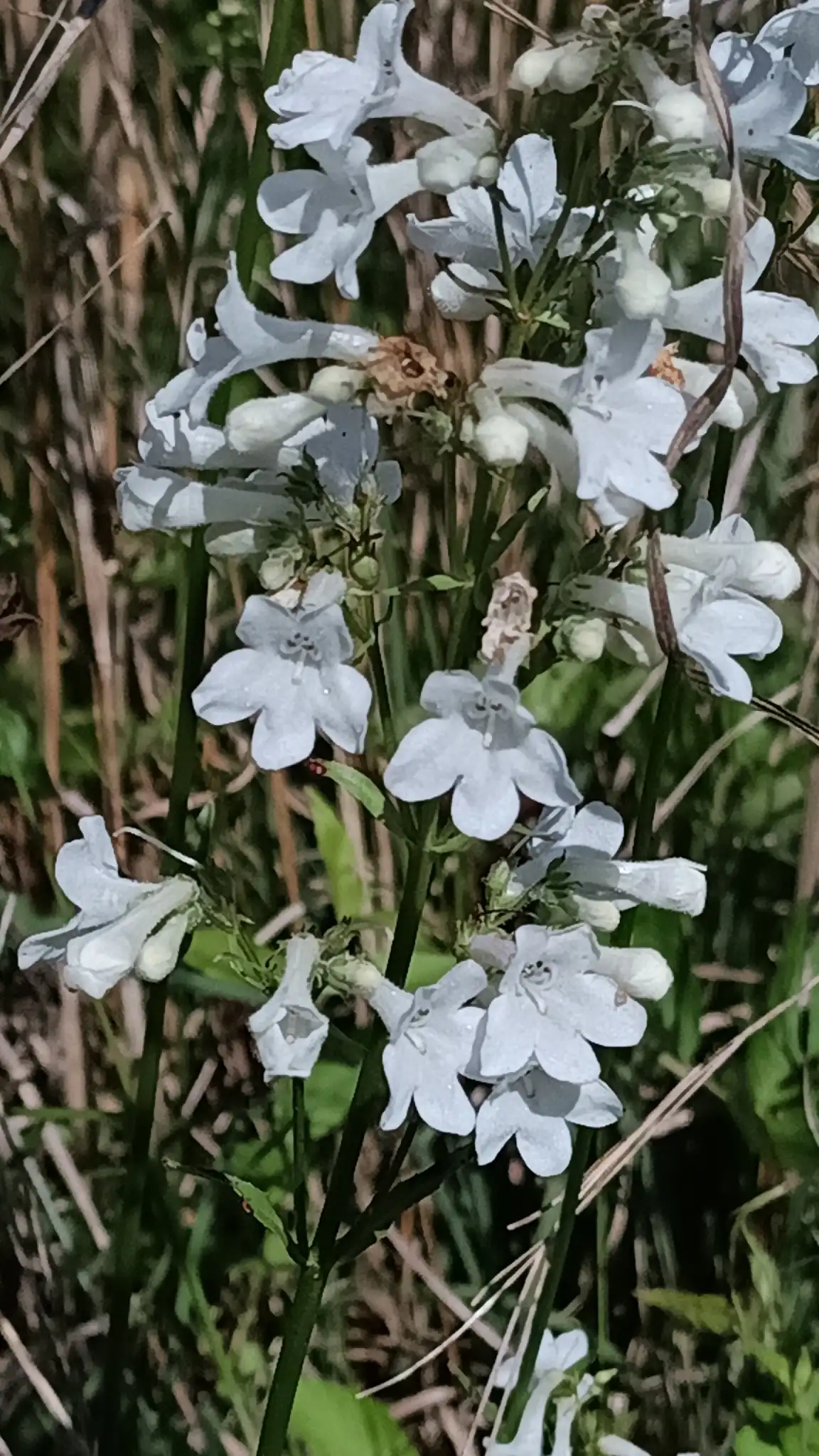 White Wand Beardtongue